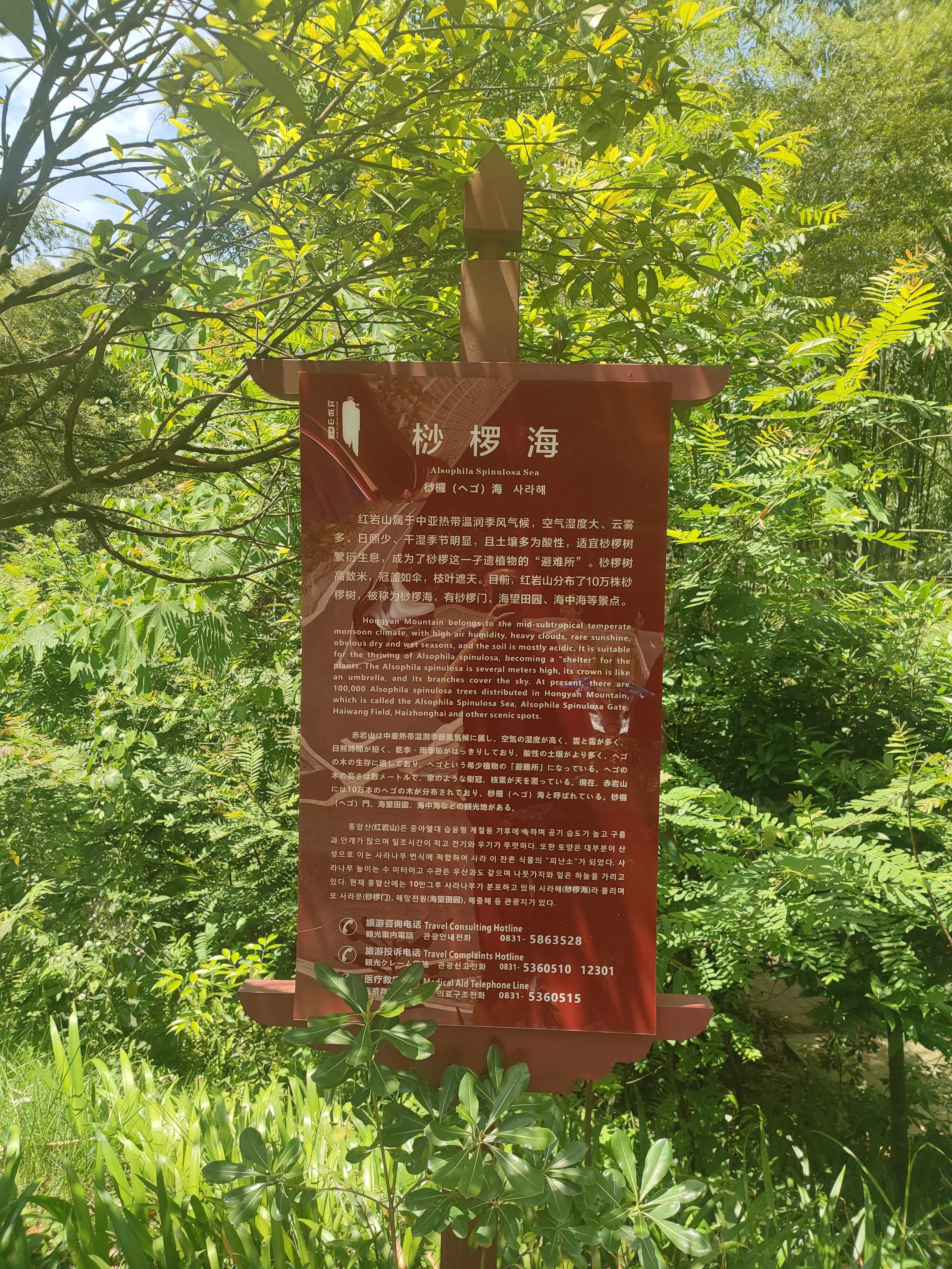桫椤海旅行图片 1