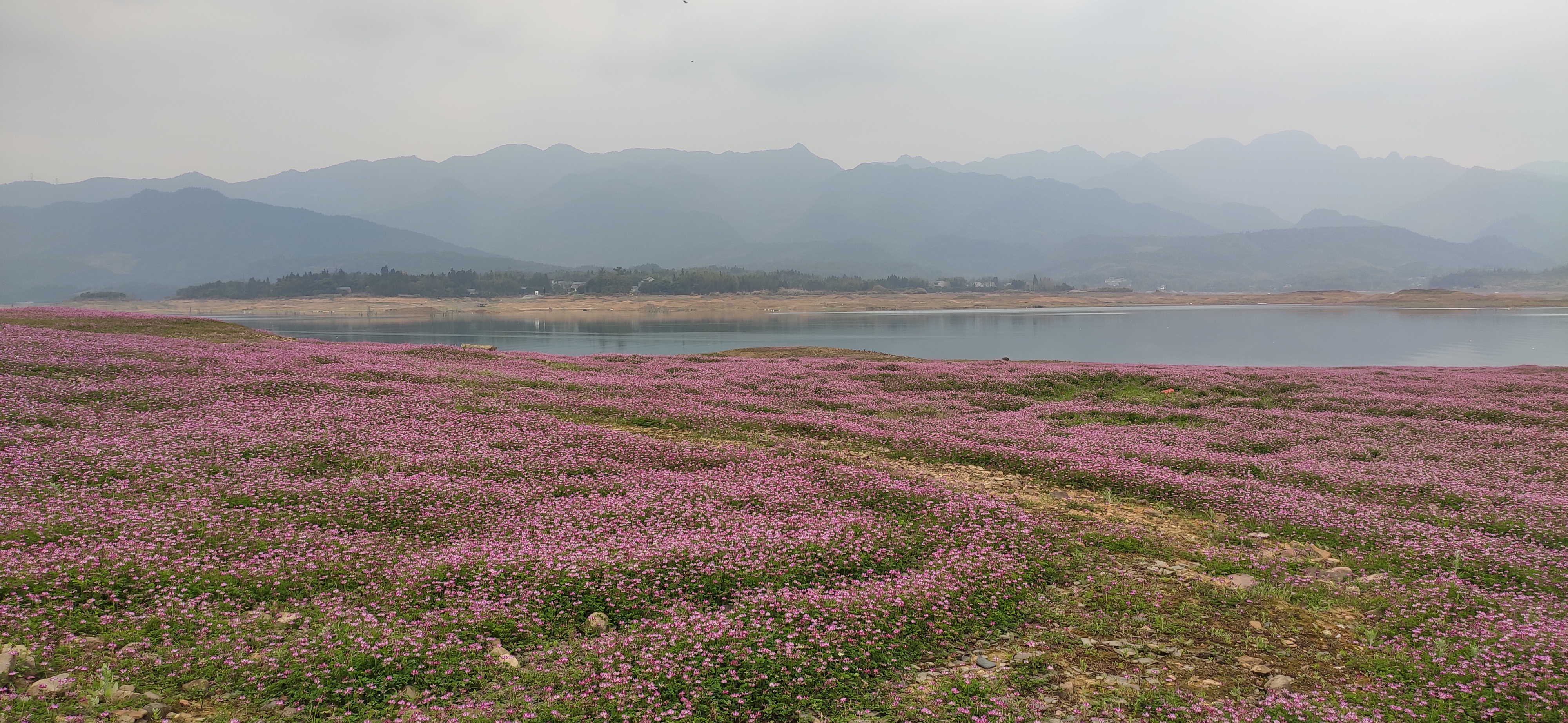 公平湖花海观光园旅行图片 3