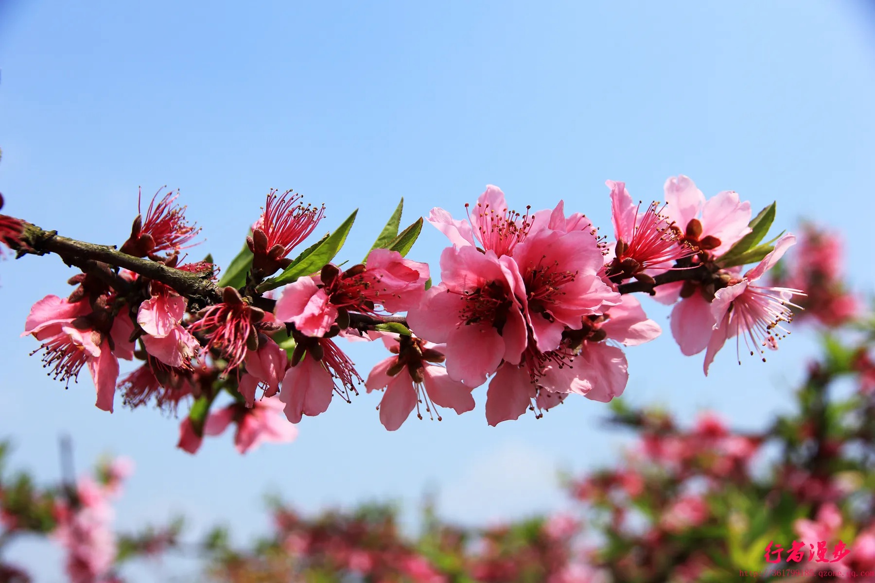 中江太安红泉桃花谷旅行图片 3