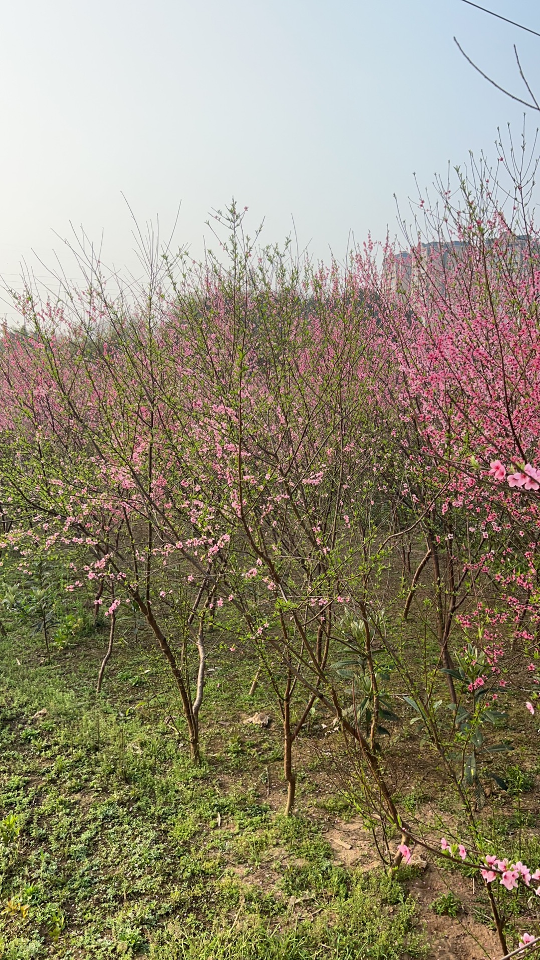 中江太安红泉桃花谷旅行图片 1