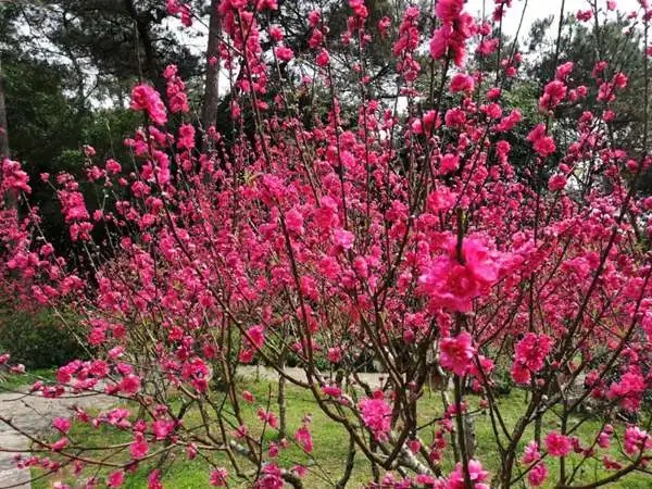 中江太安红泉桃花谷旅行图片 2