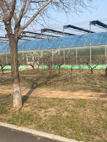西宋万亩桃园旅行图片 2