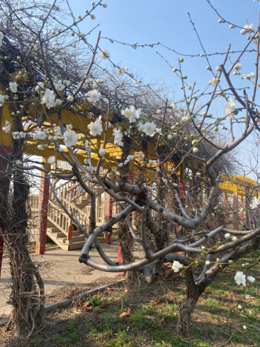 西宋万亩桃园旅行图片 3
