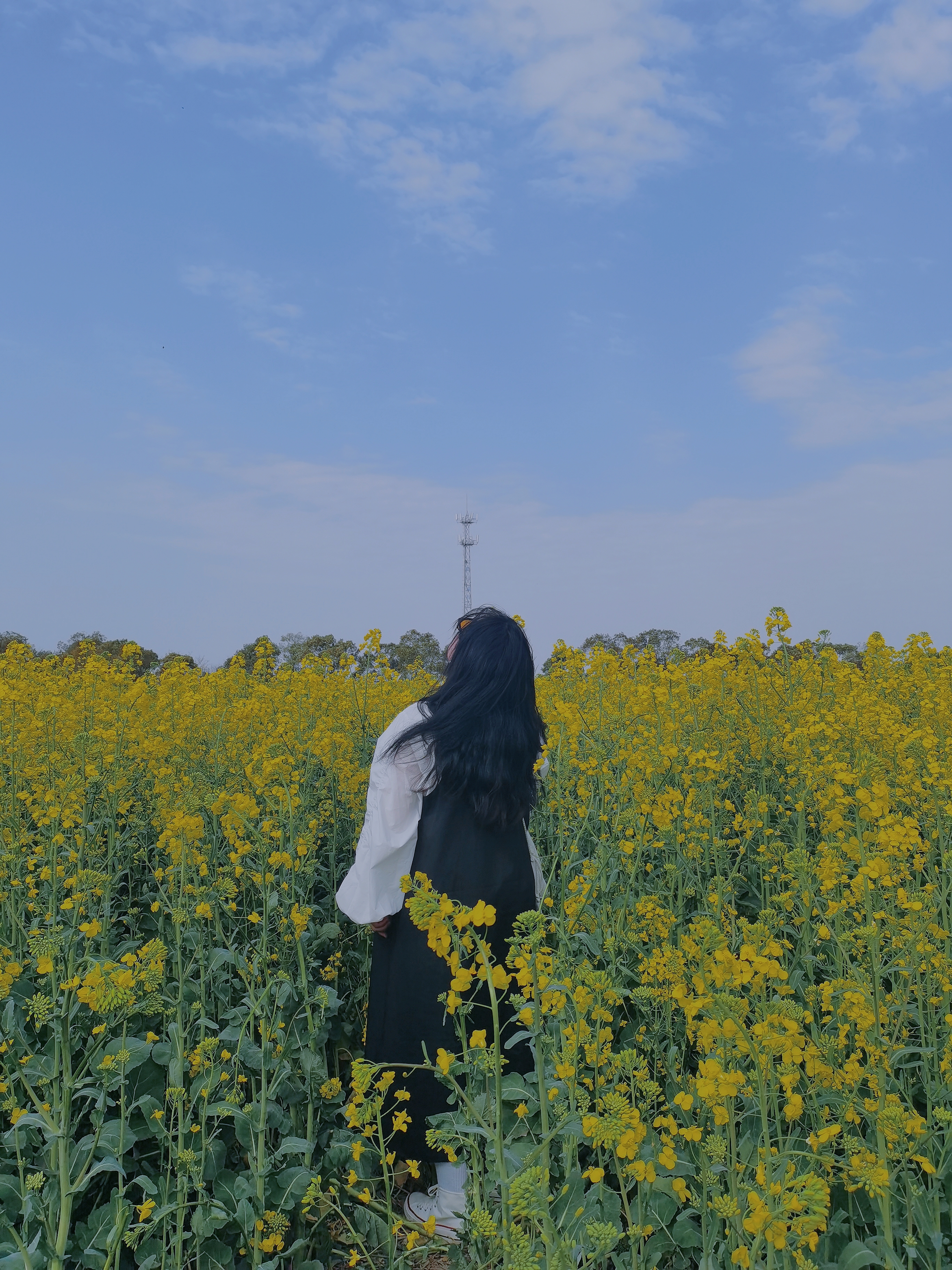 鼎湖油菜花观景点旅行图片 1