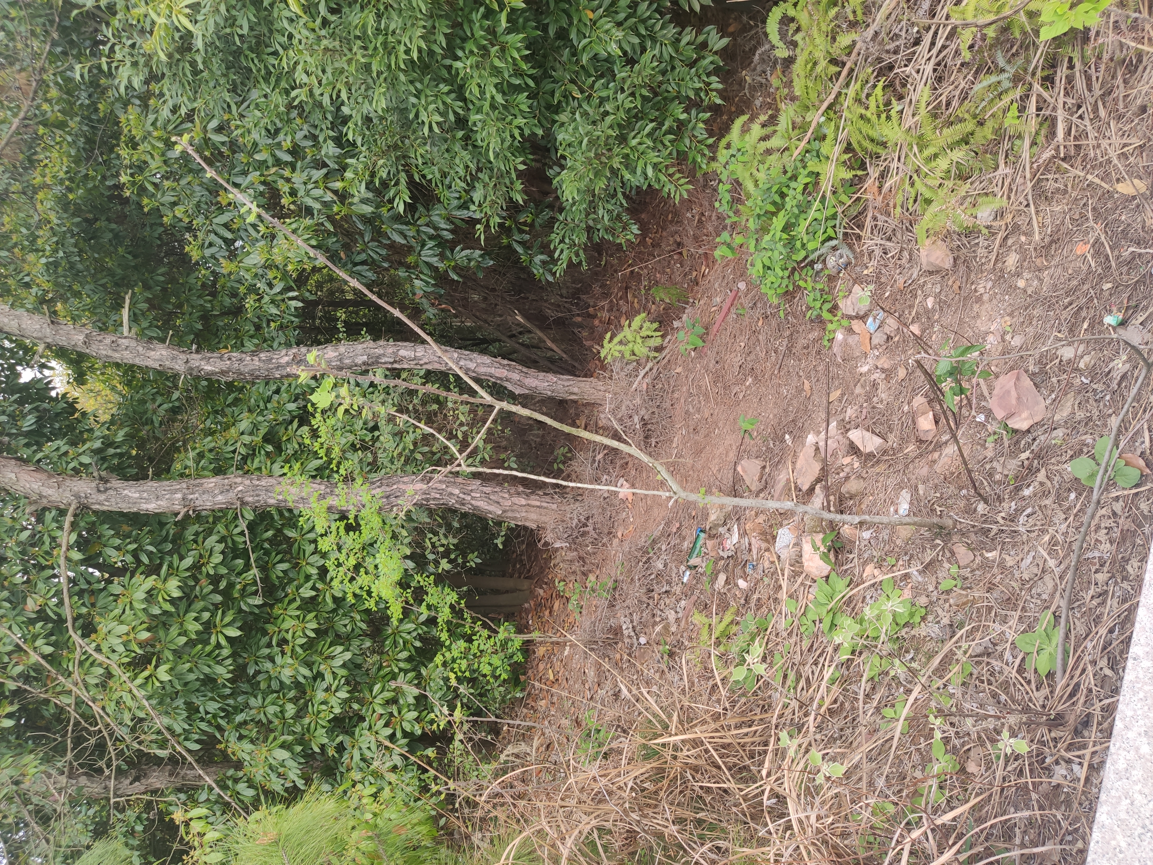 鄱阳风雨山国家森林公园旅行图片 2