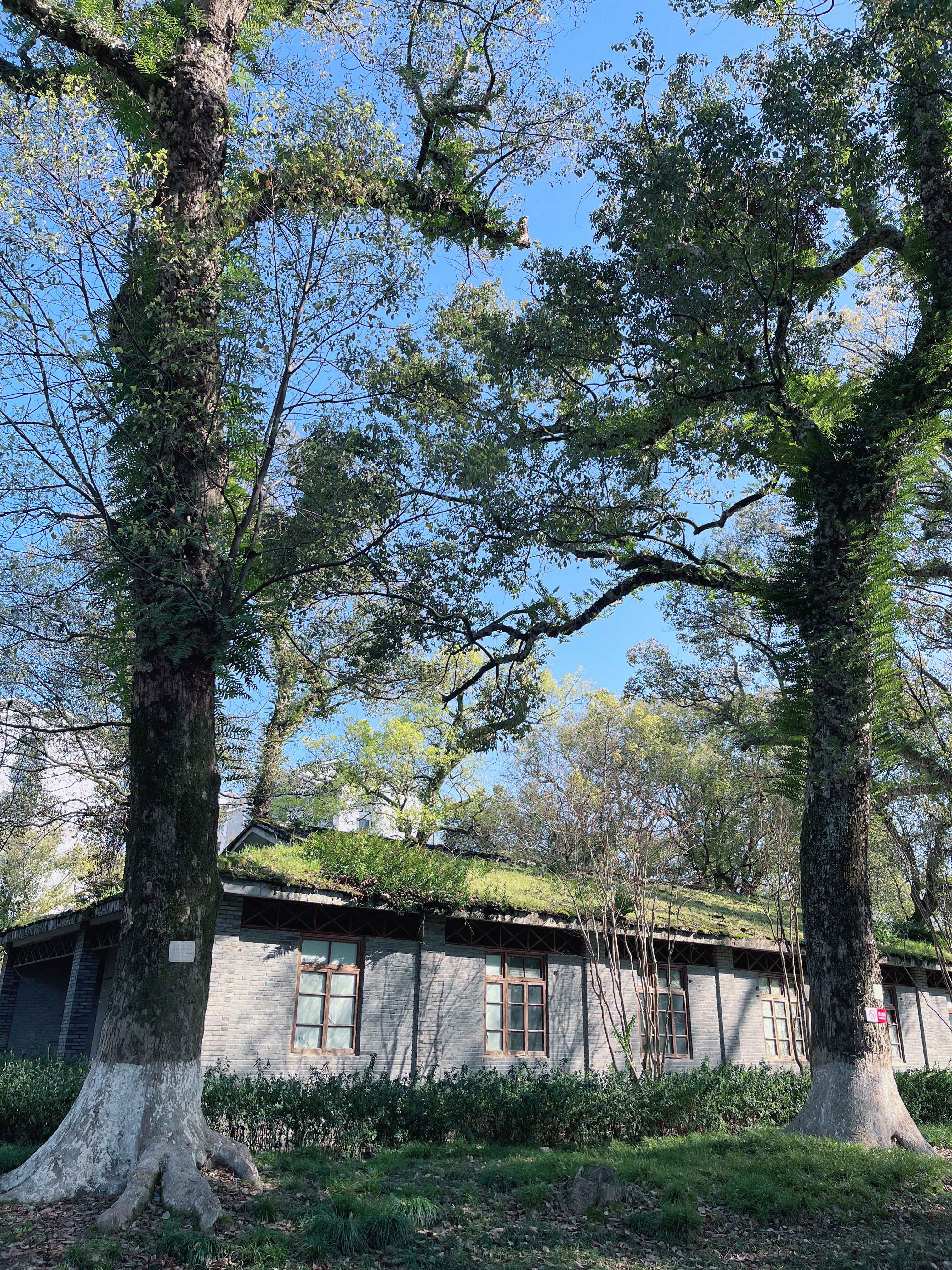 樟树公园