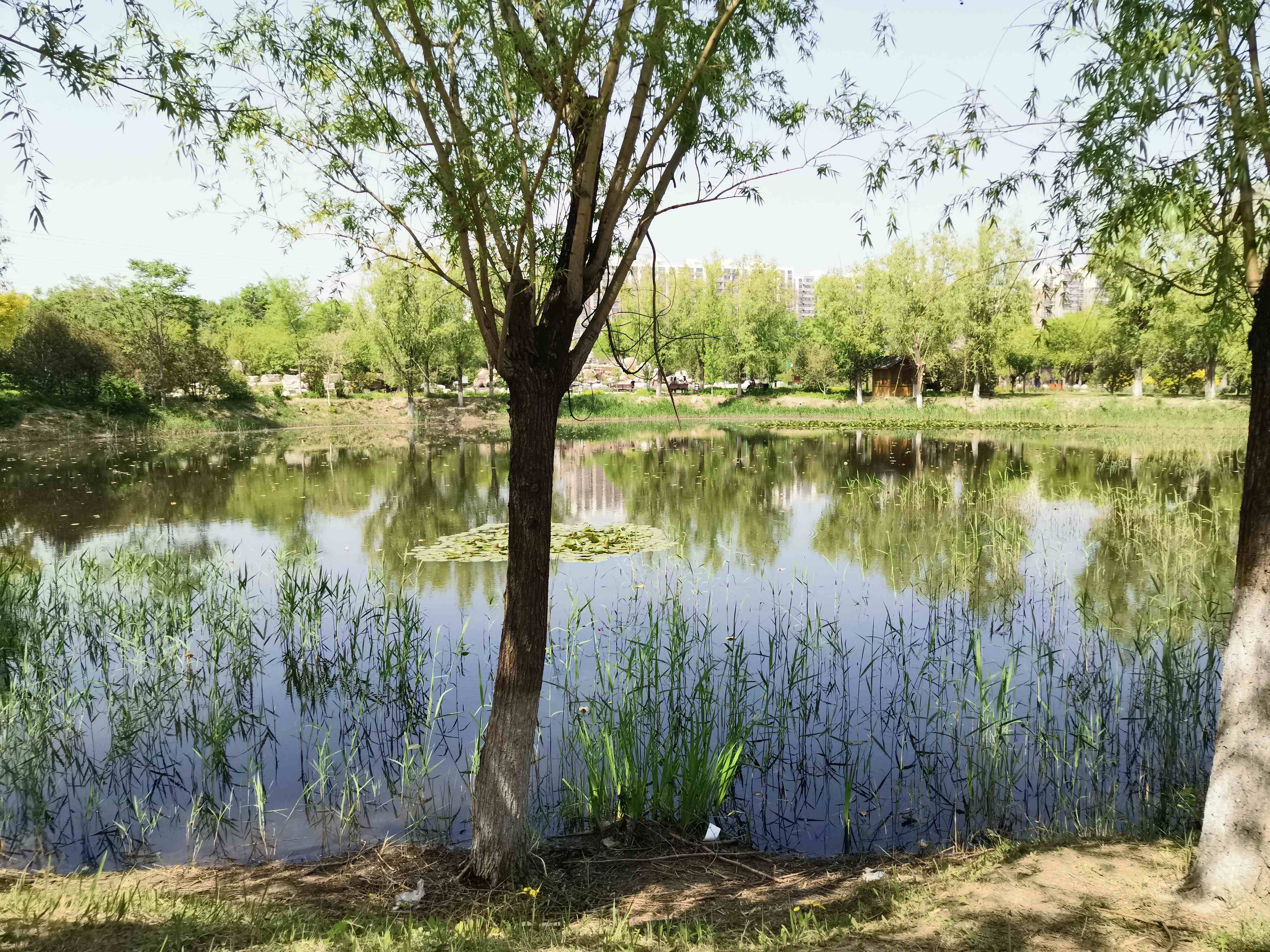 绿洲水乡养生园旅行图片 2