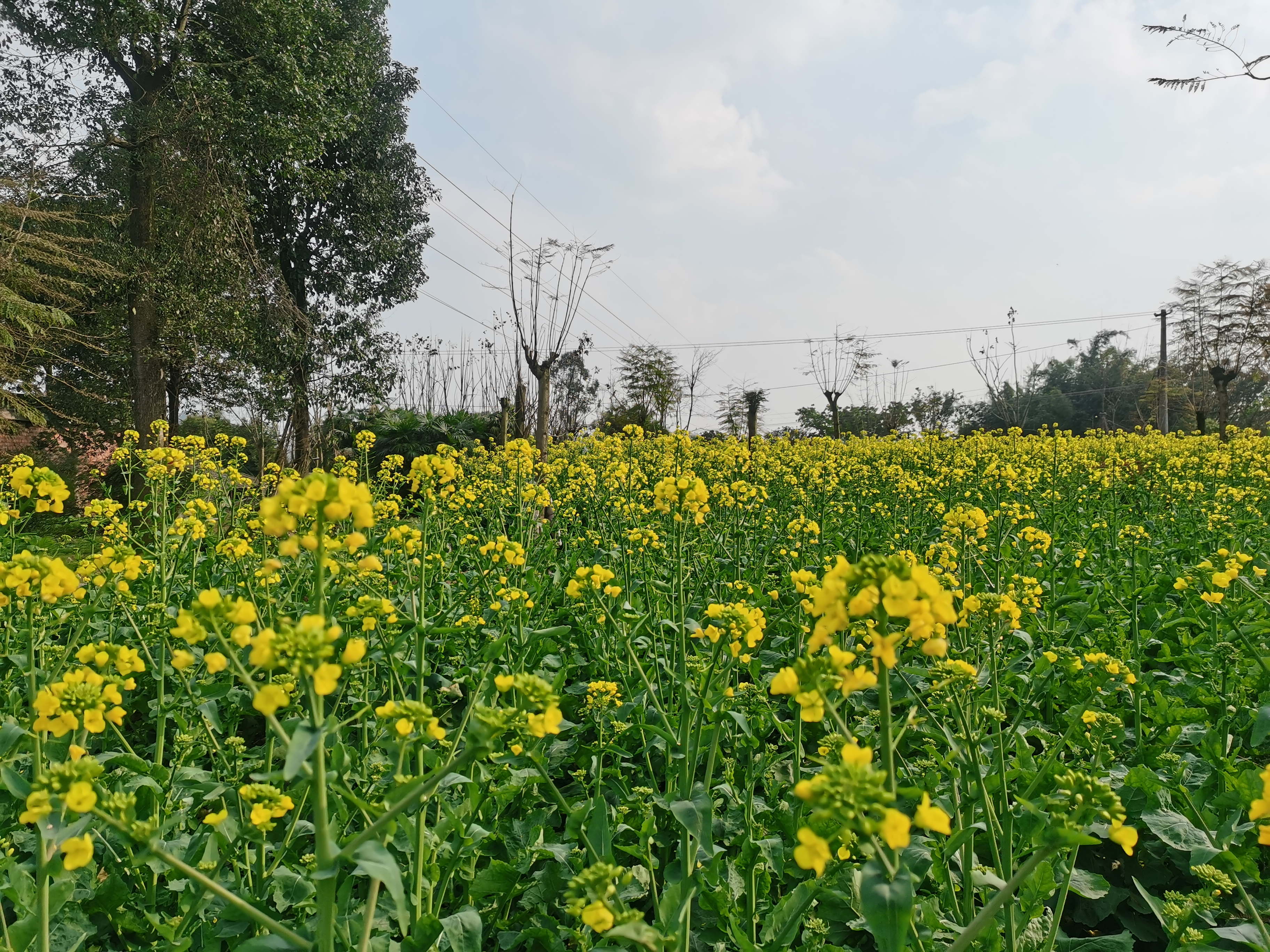 中都镇万亩油菜花田旅行图片 3