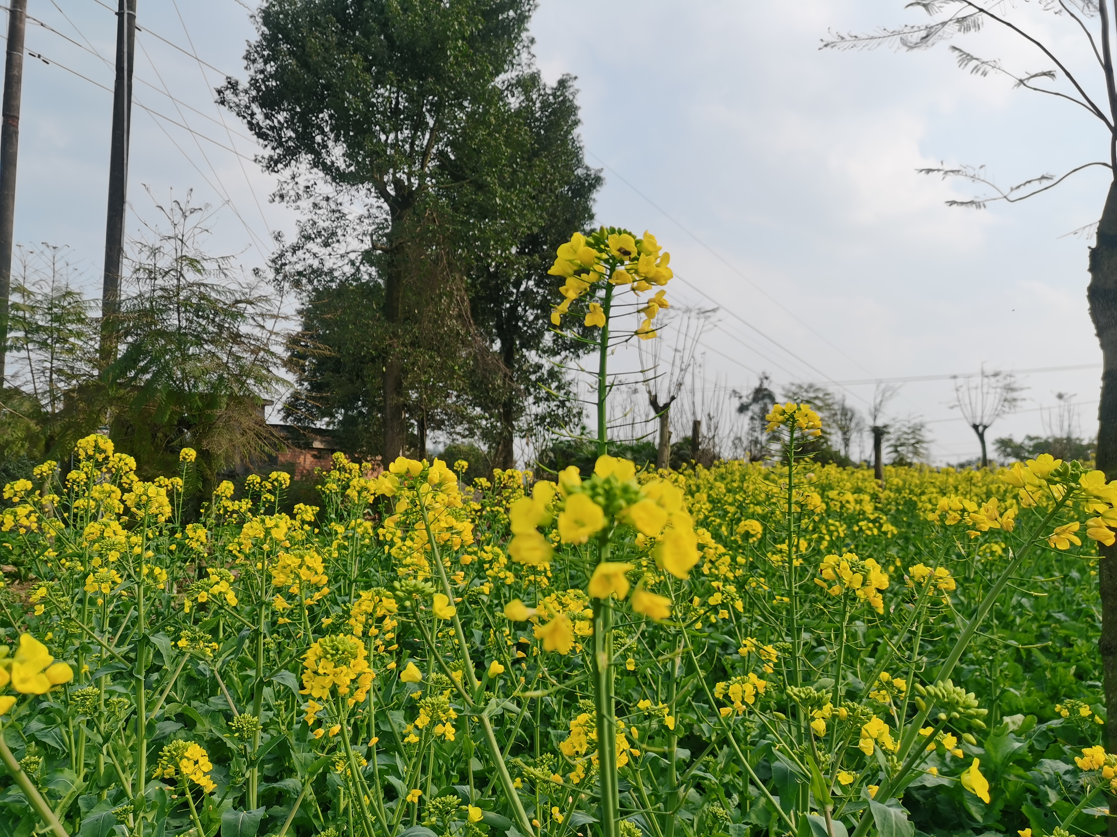 中都镇万亩油菜花田旅行图片 1