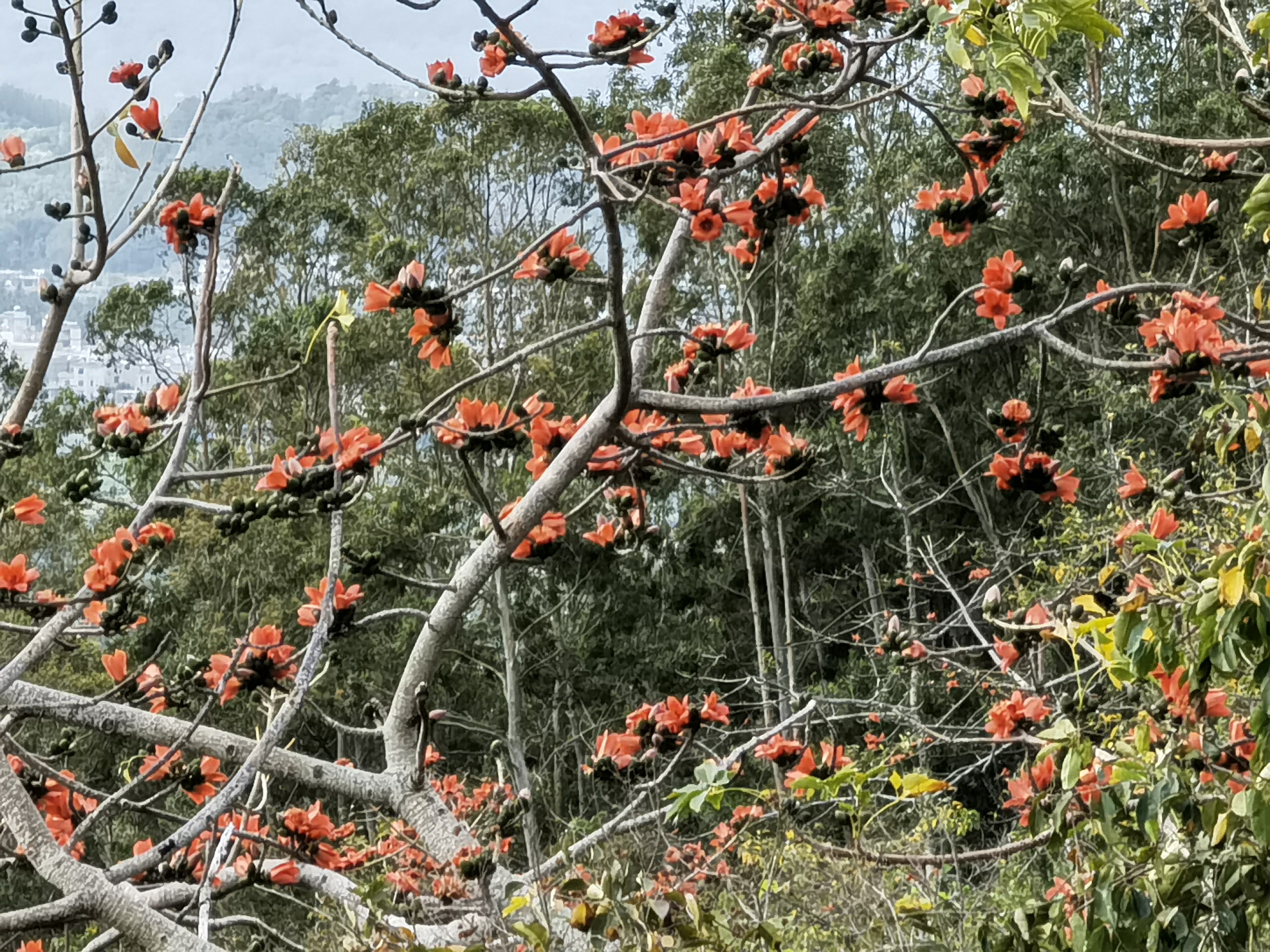 木栈道山顶