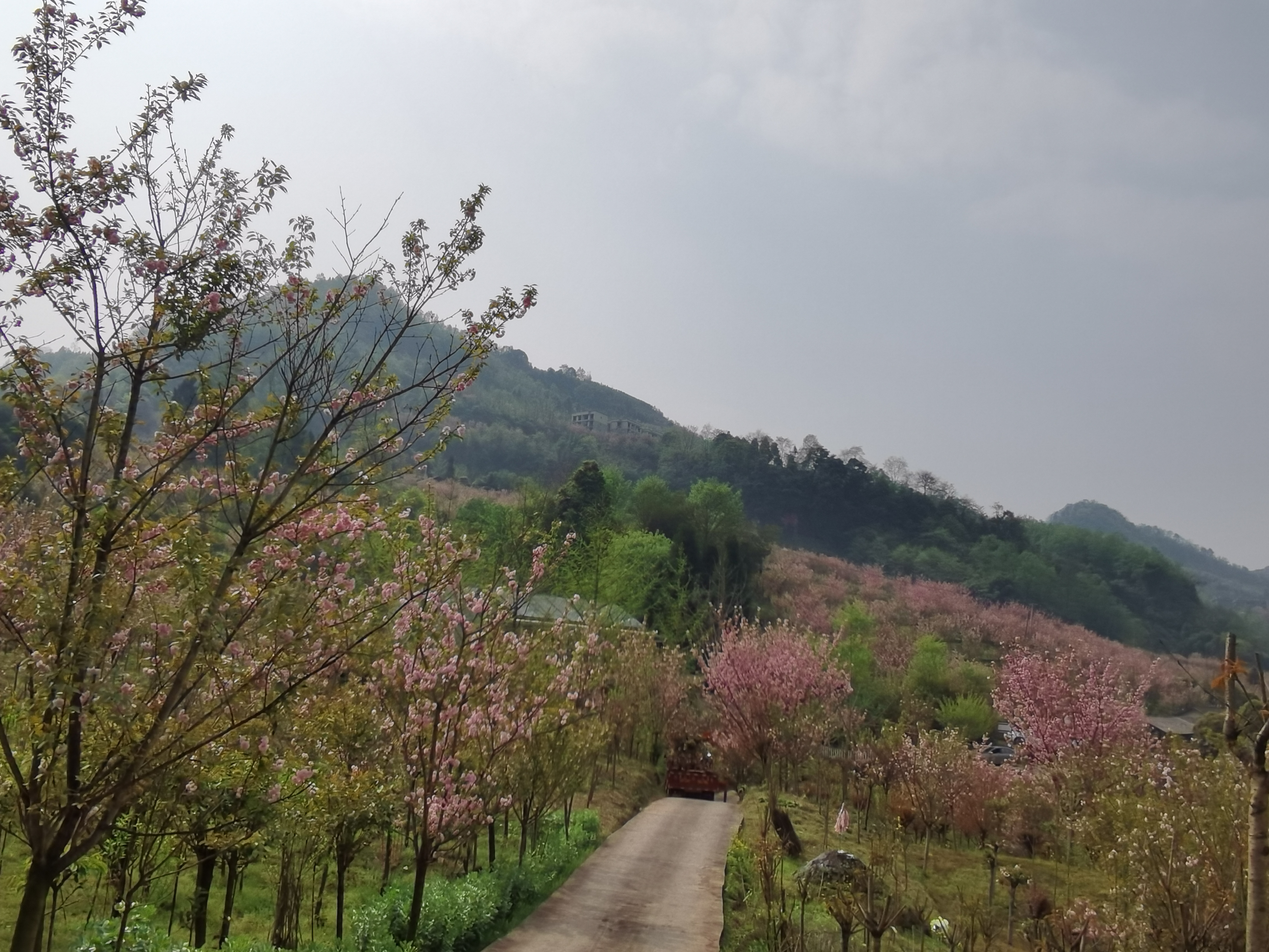 三郎樱缘谷旅行图片 2