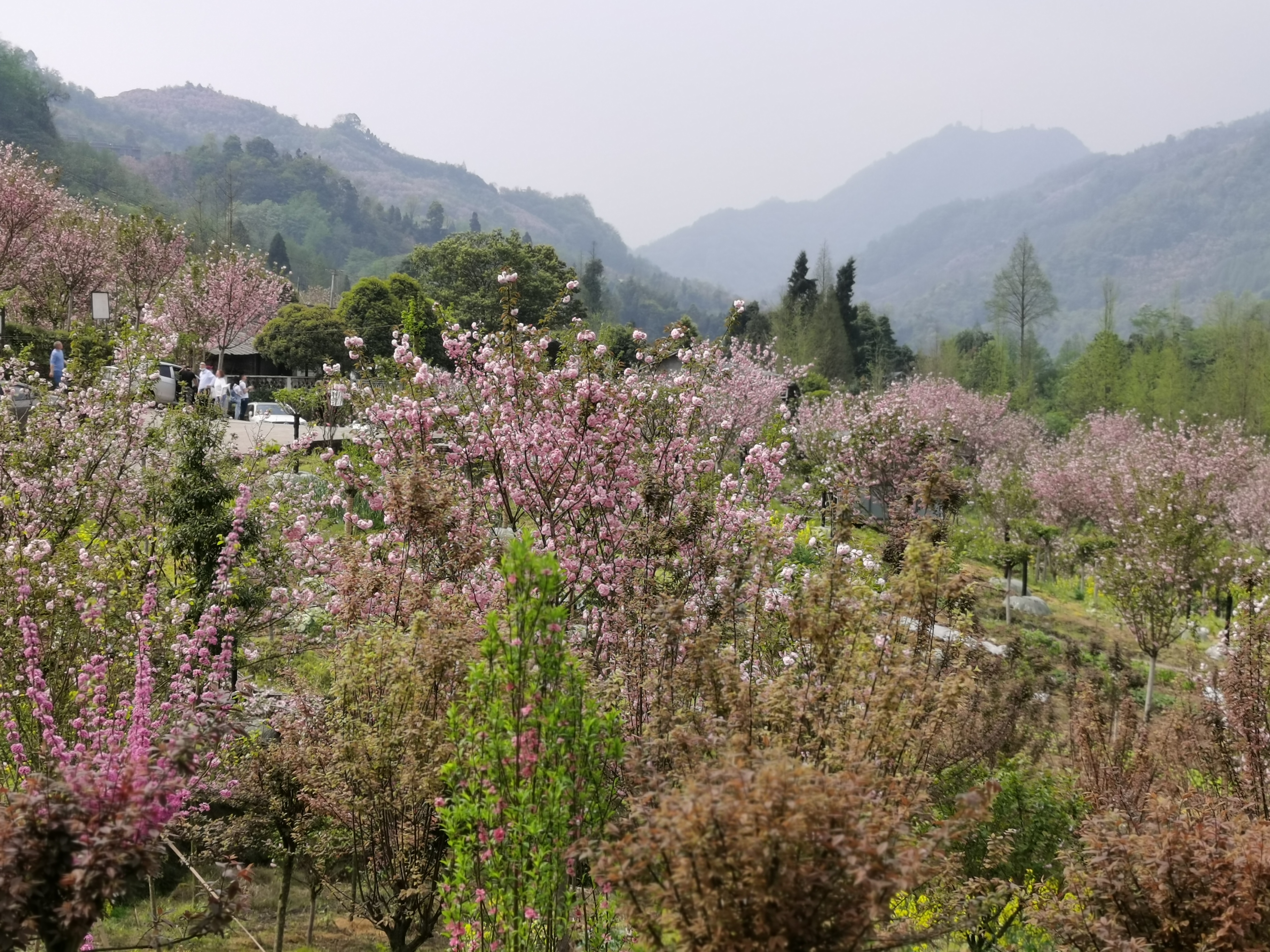 三郎樱缘谷旅行图片 1