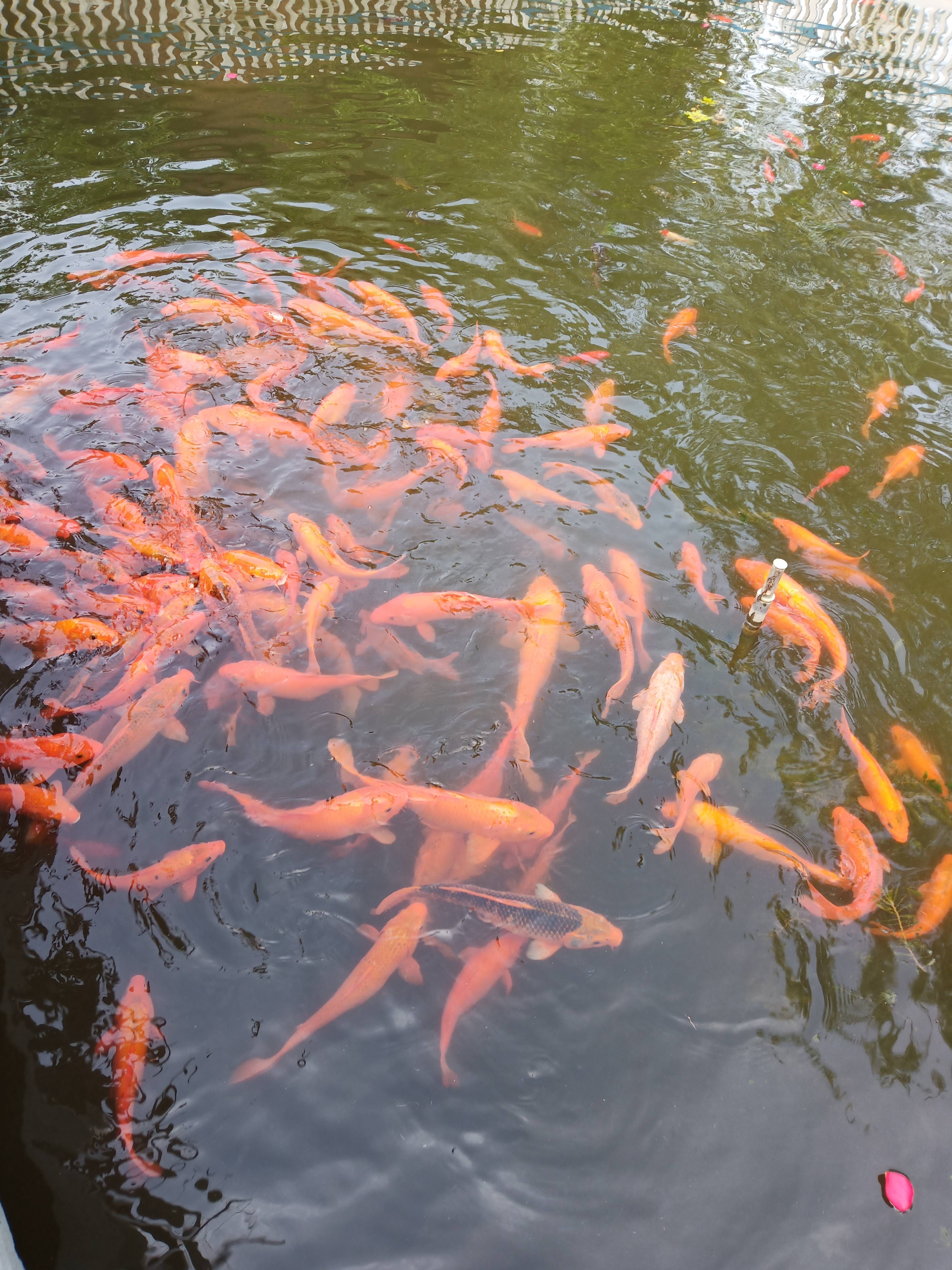 金色田园景区旅行图片 1
