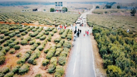 牛牯岭茶园旅行图片 3
