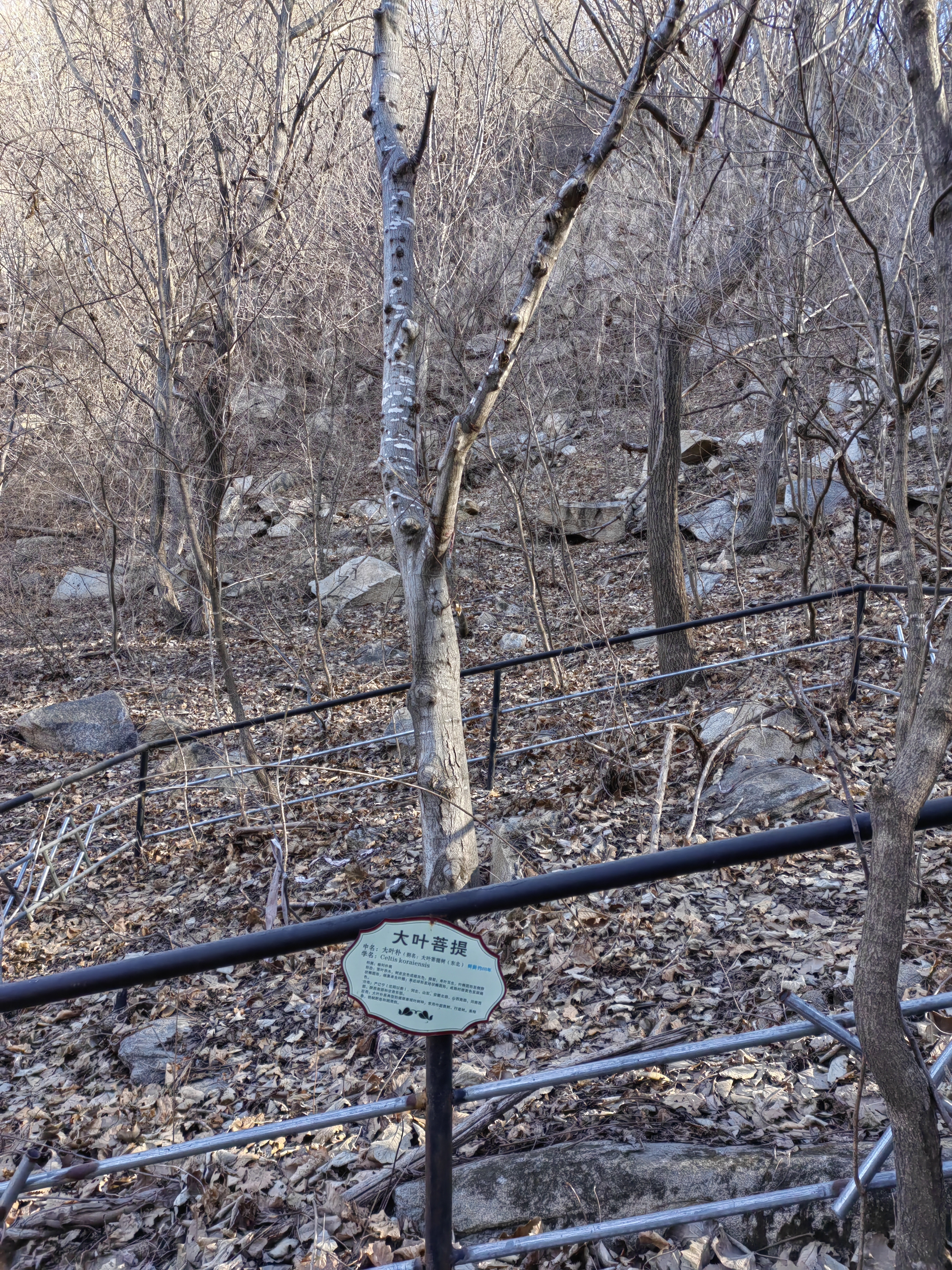 龙门汤森林公园佛座山碾盘沟景区旅行图片 1