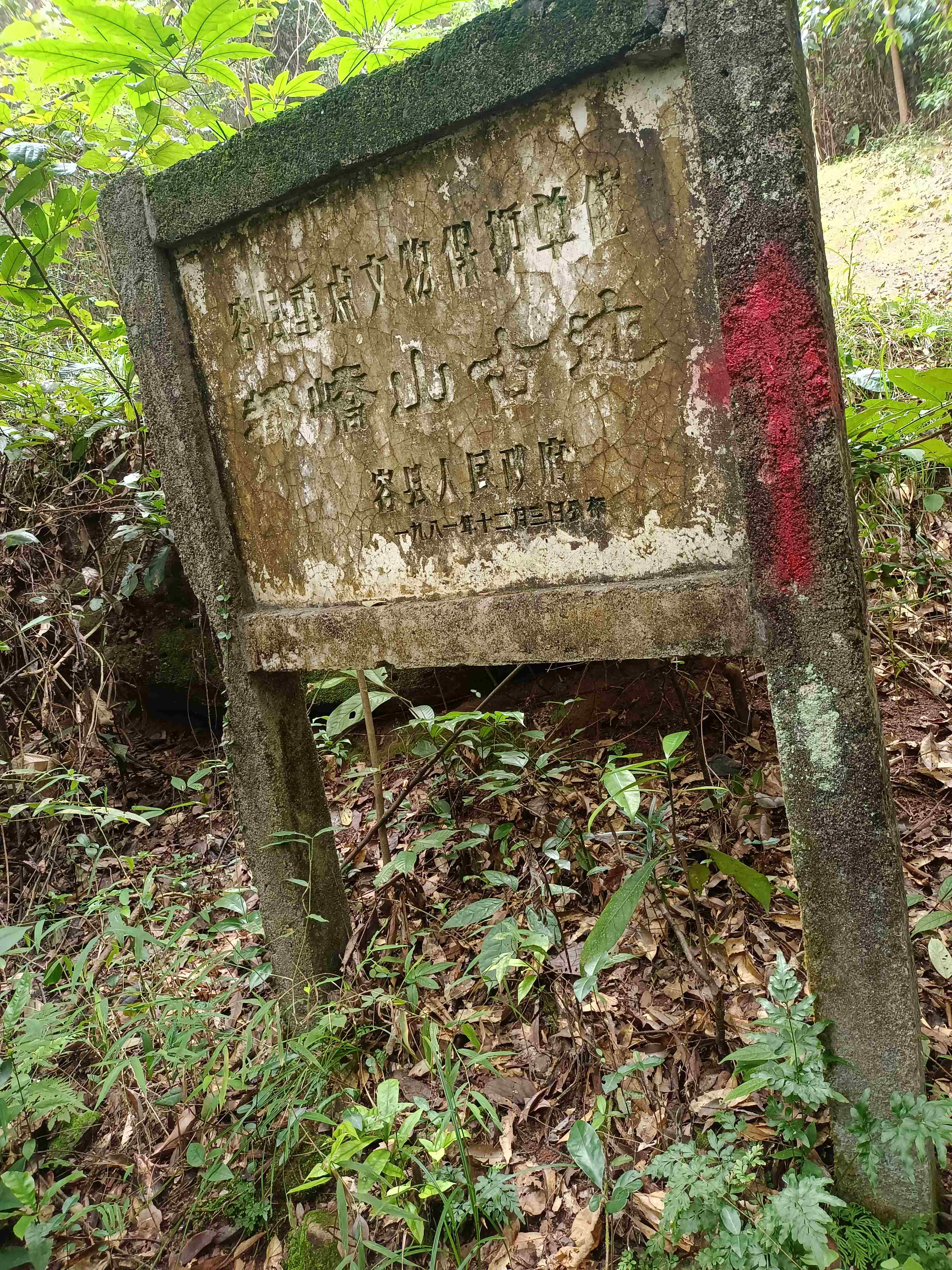 仙草王国旅行图片 1
