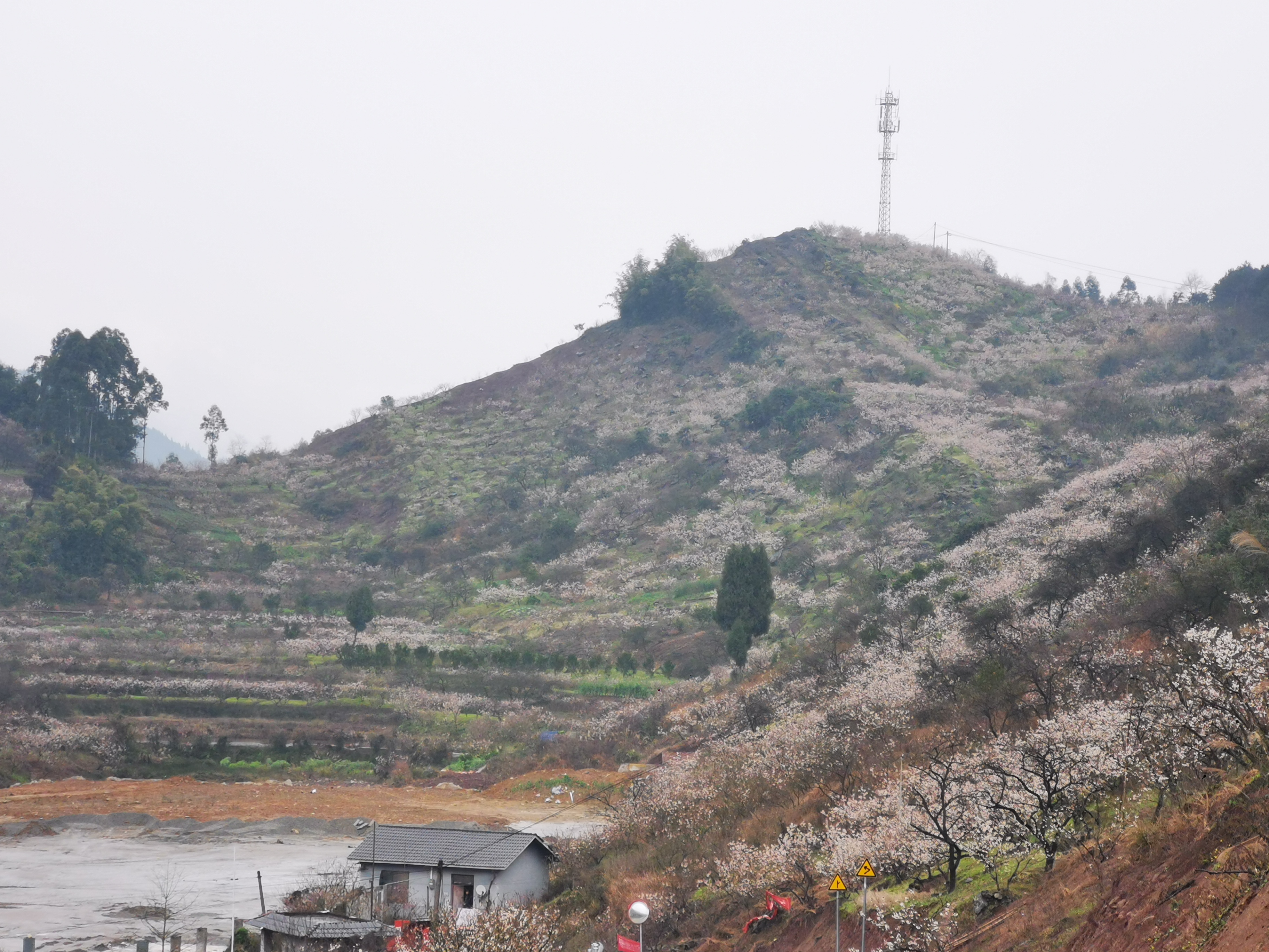 云雾山樱桃谷樱花广场旅行图片 2