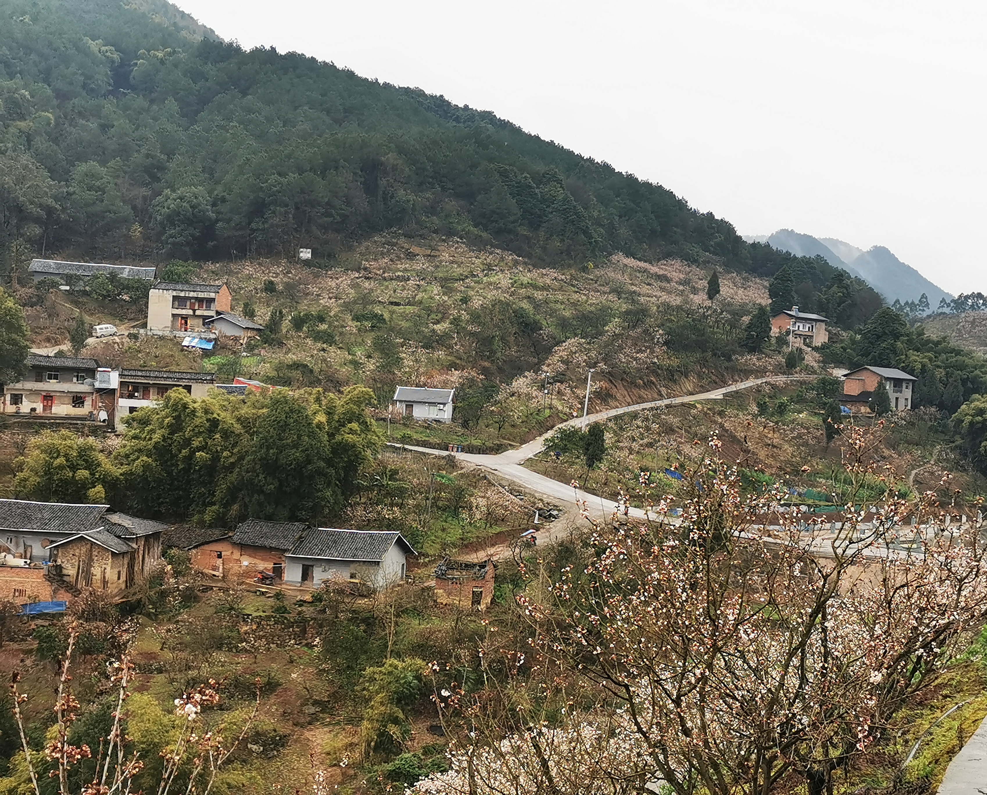 云雾山樱桃谷樱花广场旅行图片 3