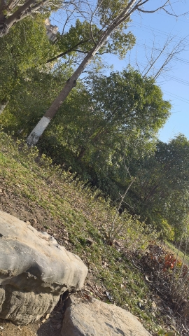竹行公园旅行图片 1