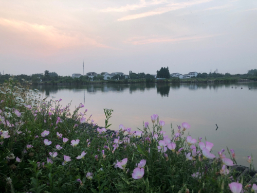 白荡湿地保护区旅行图片 2