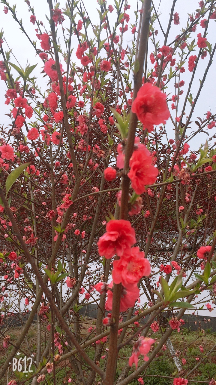 醴陵清水江桃花旅行图片 2