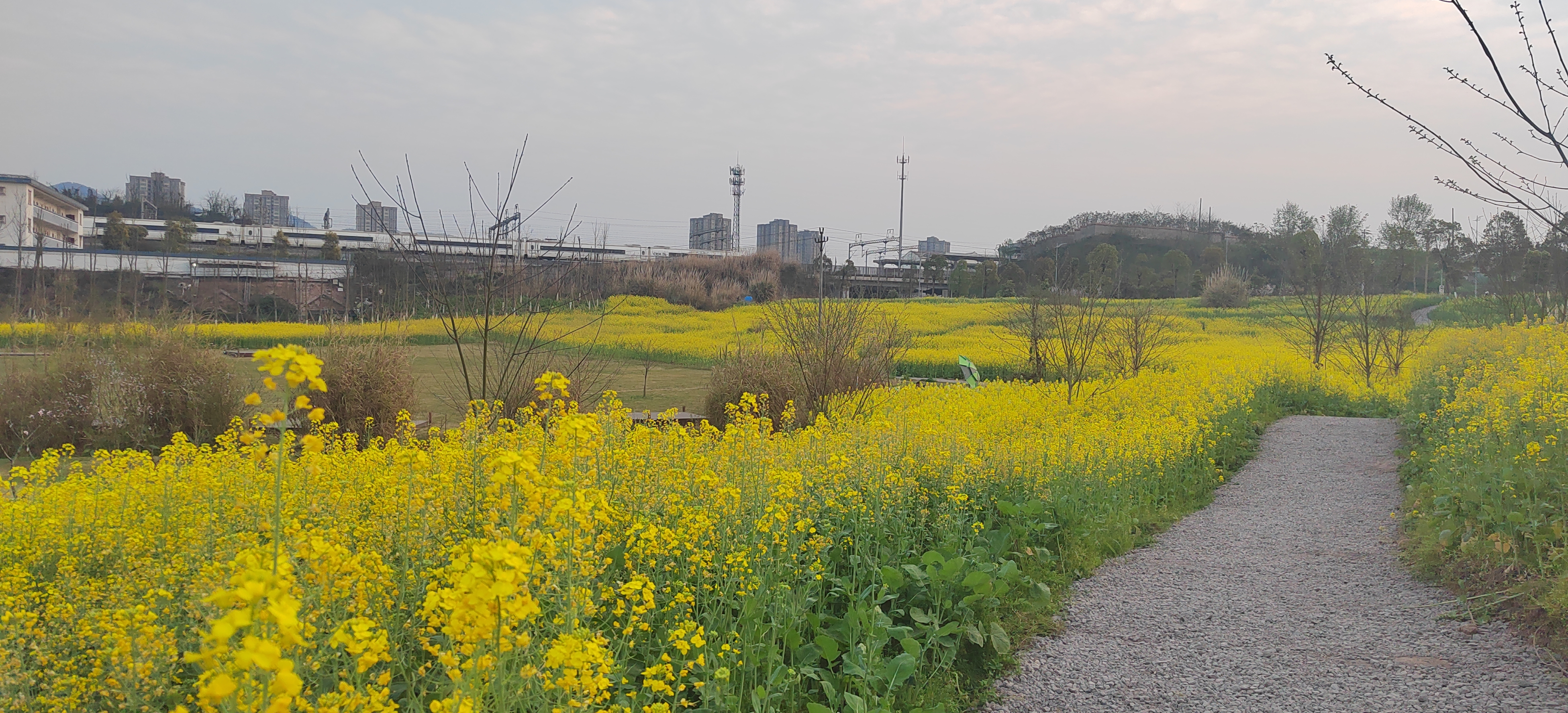 复盛油菜花旅行图片 3