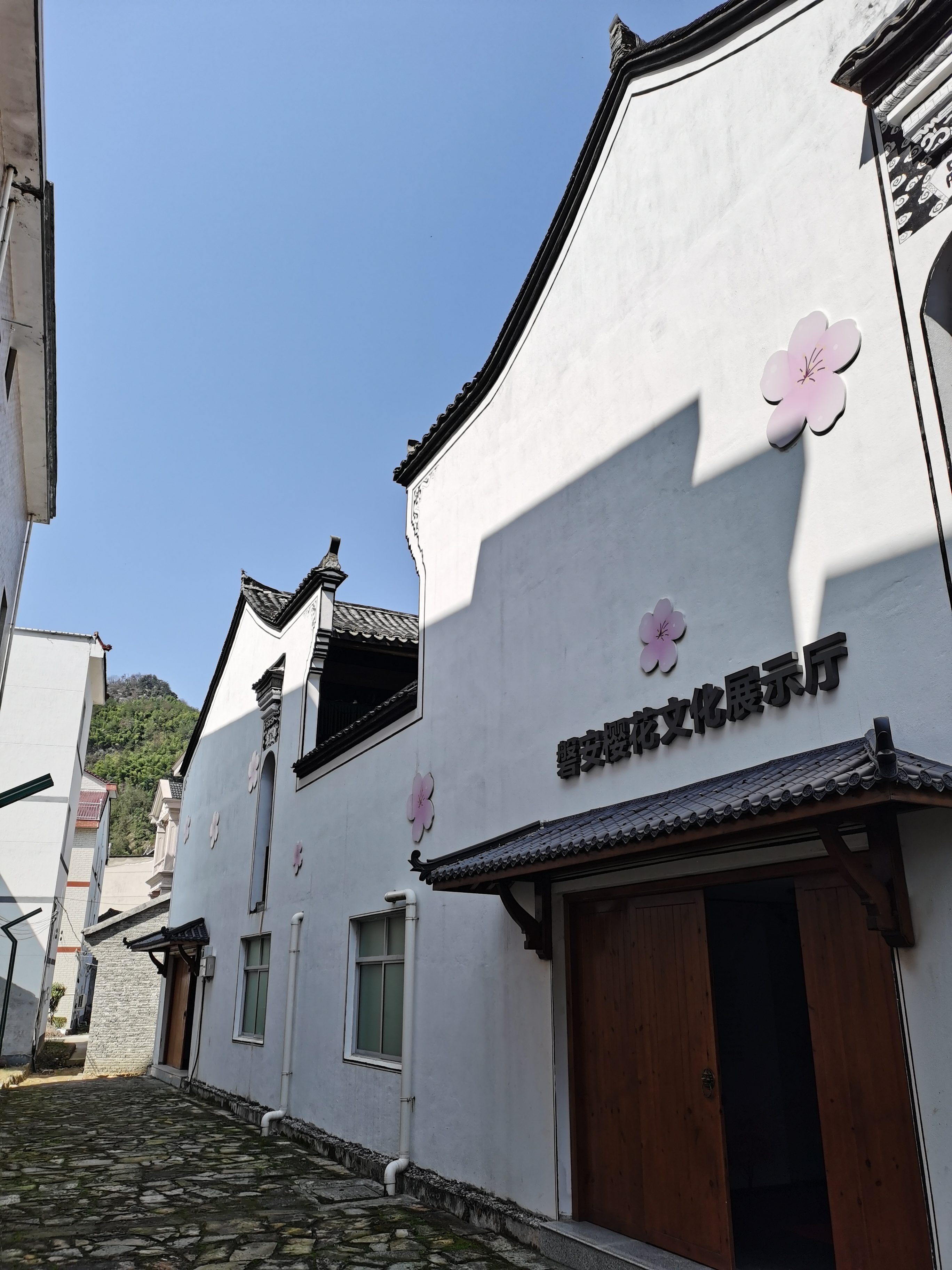 磐安樱花公园旅行图片 2