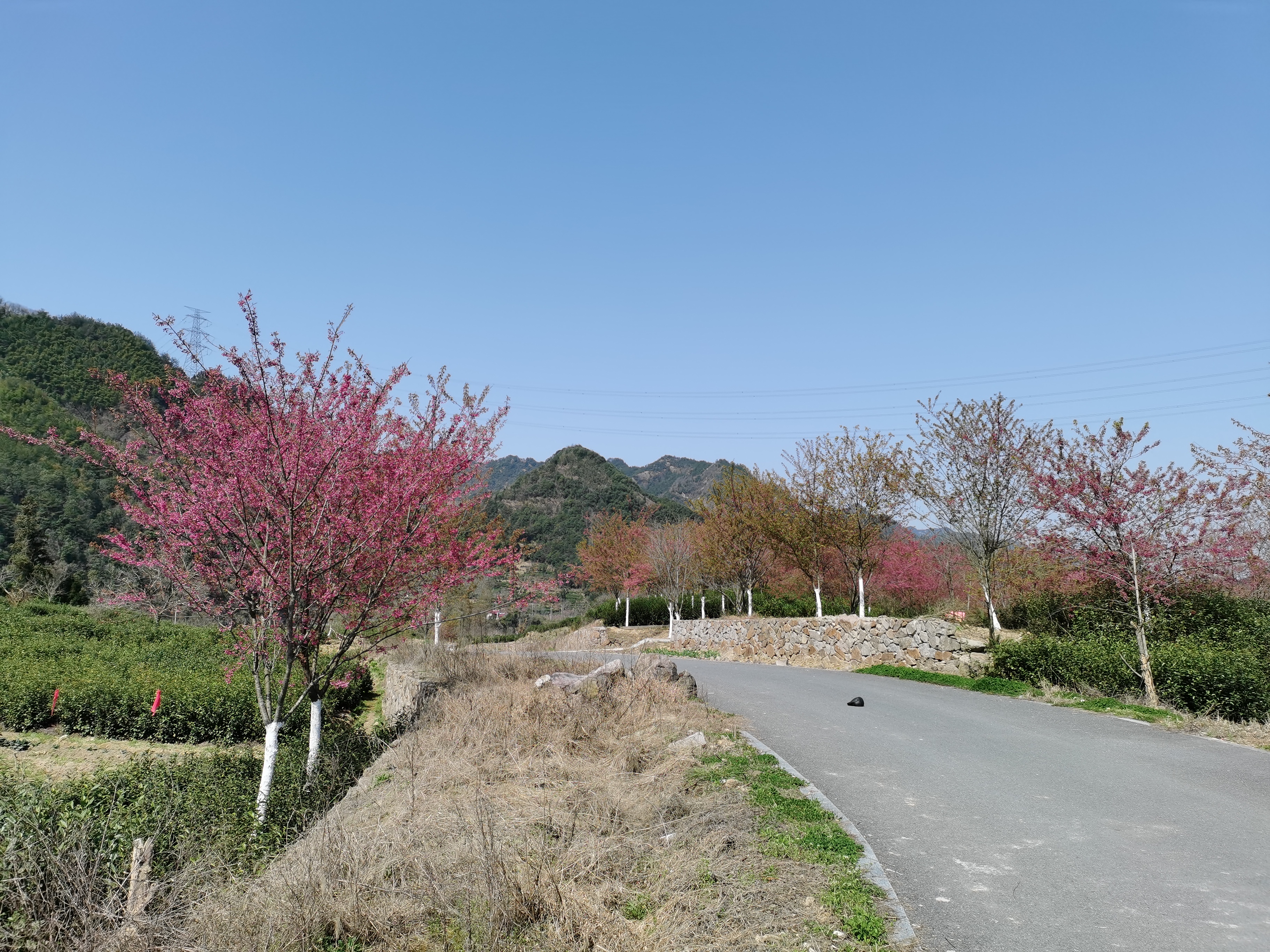 磐安樱花公园旅行图片 3