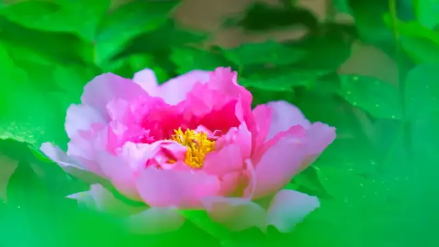 河南郑风生态牡丹园芍药园旅行图片 3