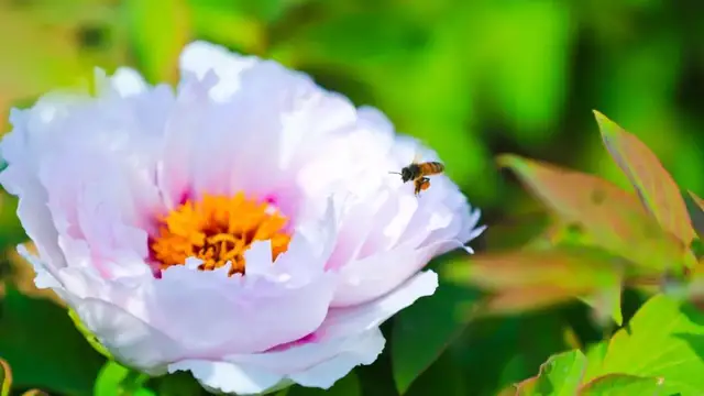 河南郑风生态牡丹园芍药园旅行图片 2