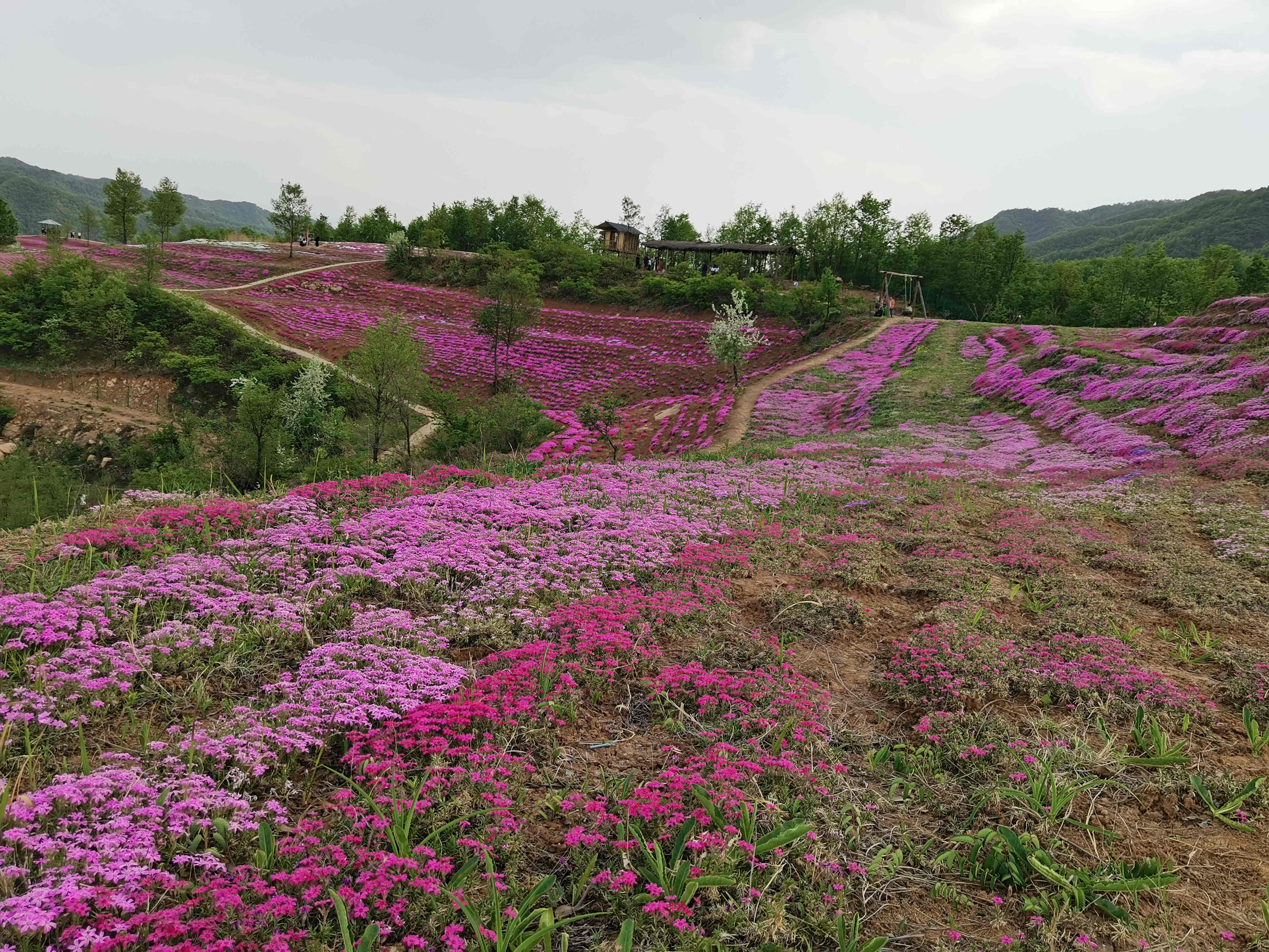 里仁花海旅行图片 2