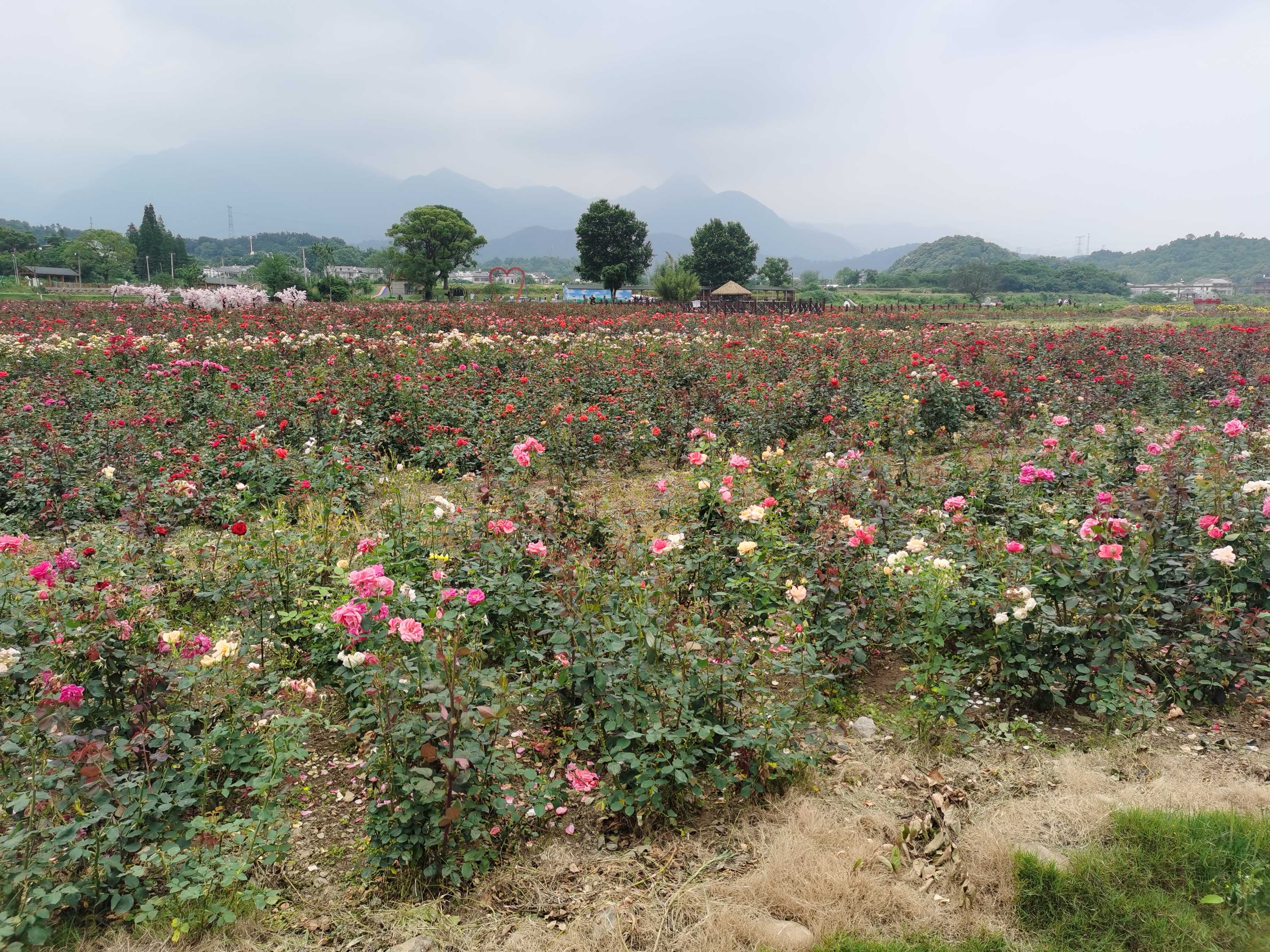 庐山花溪谷旅行图片 2