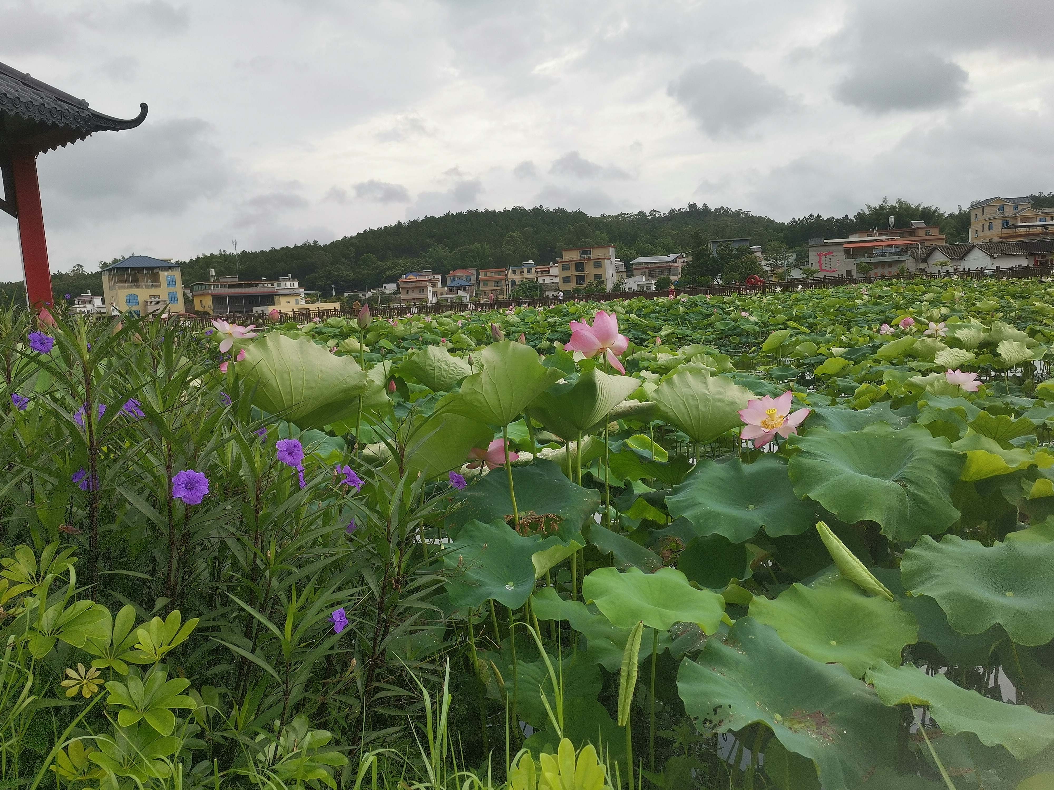 石源村荷花园旅行图片 3