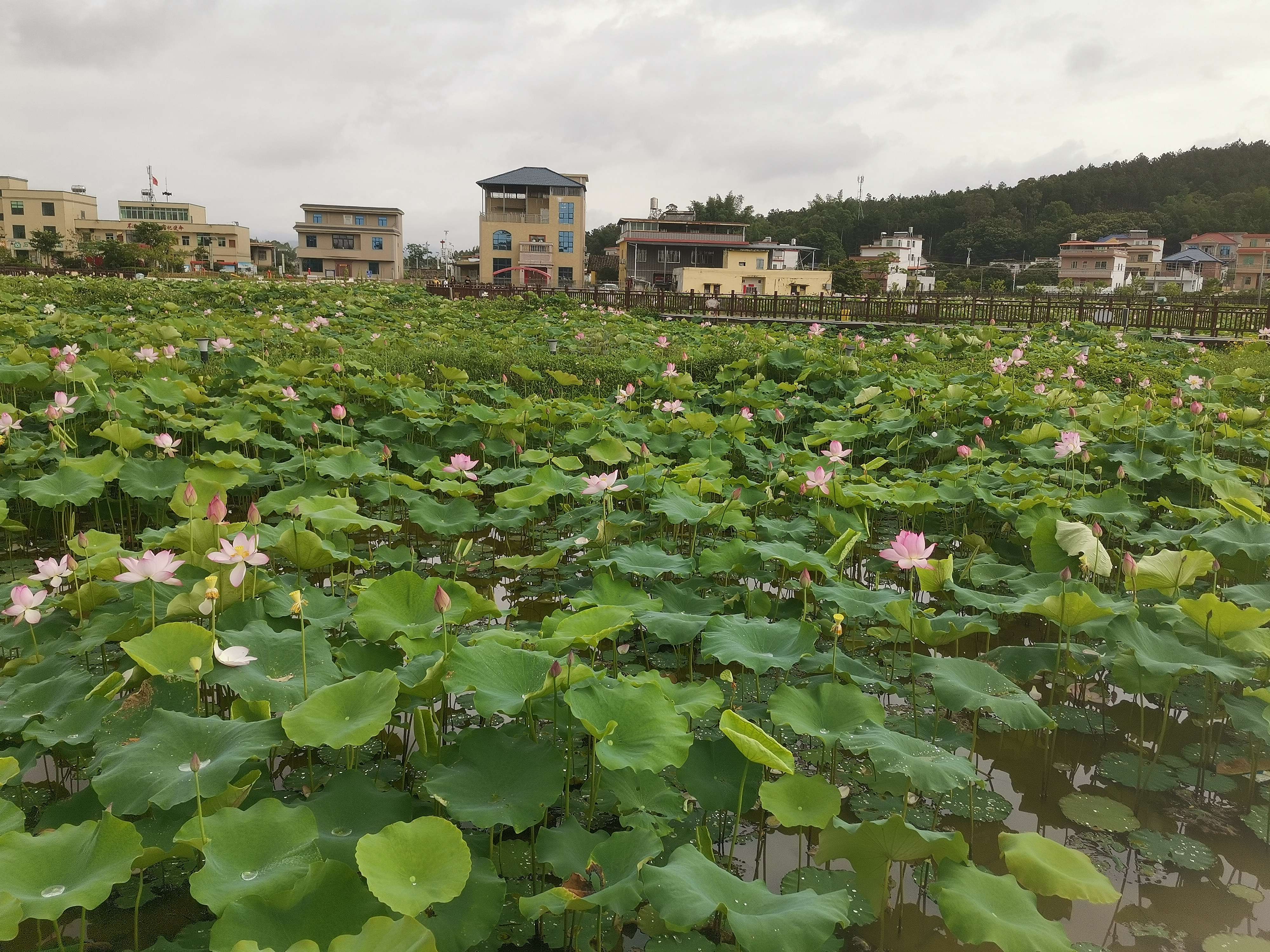 石源村荷花园旅行图片 2
