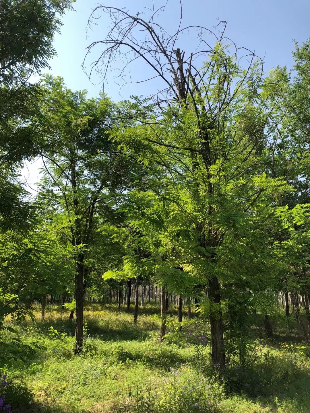 郊野公园旅行图片 3