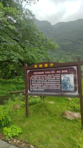 古树公园旅行图片 1
