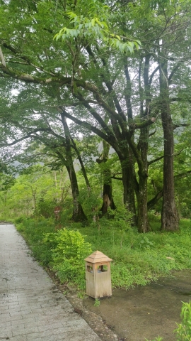 古树公园旅行图片 2