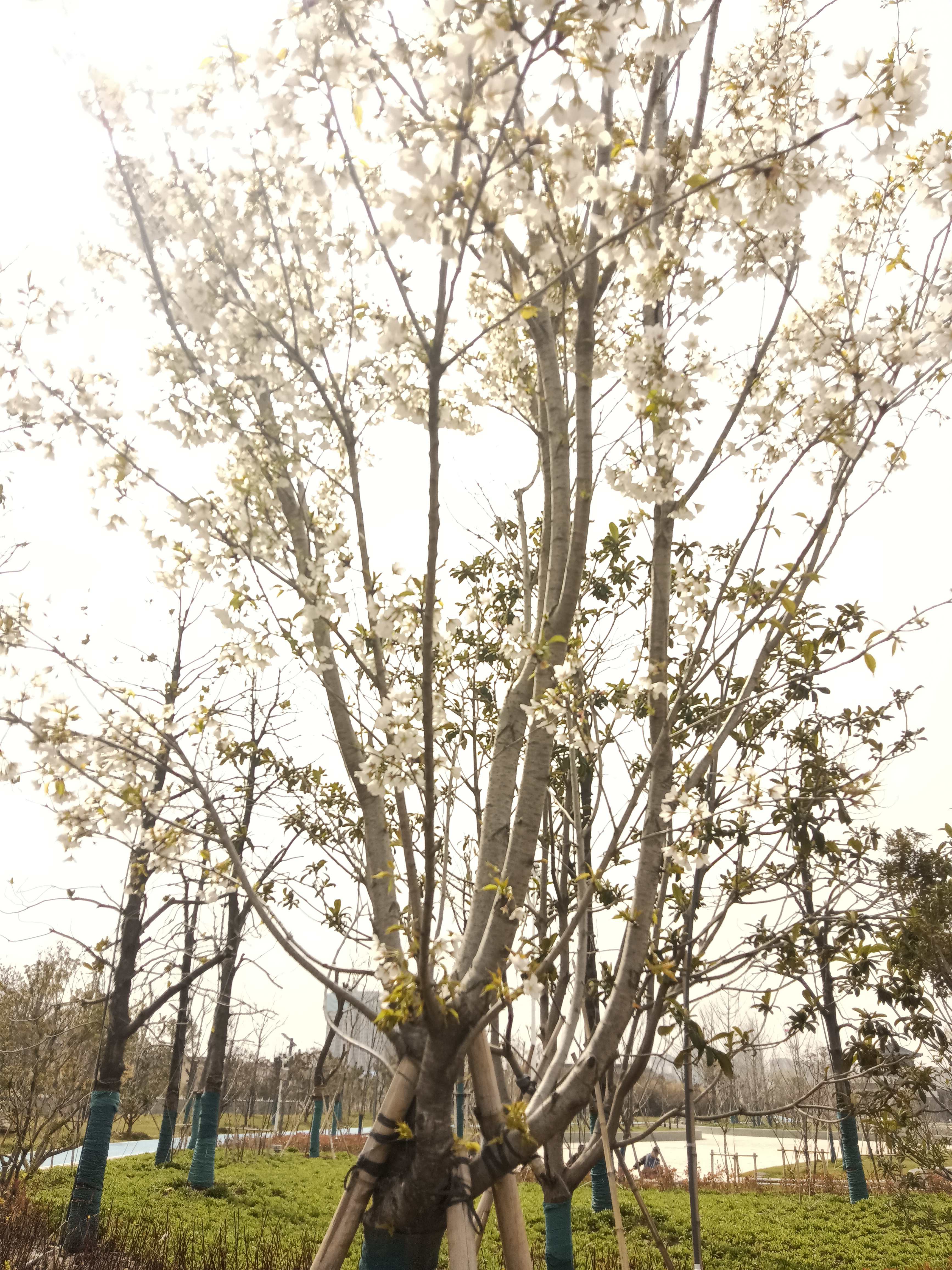 泰山公园旅行图片 1