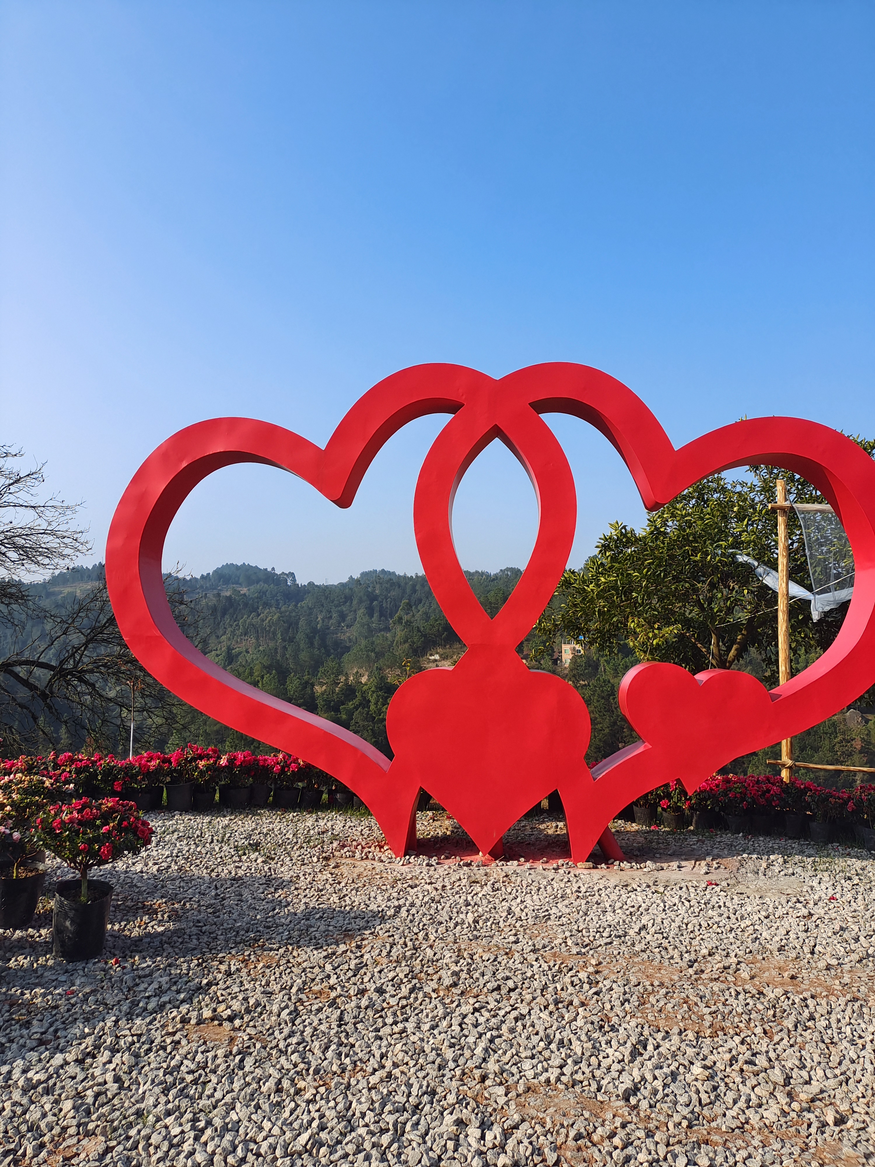 云岭金秋樱花海旅行图片 1