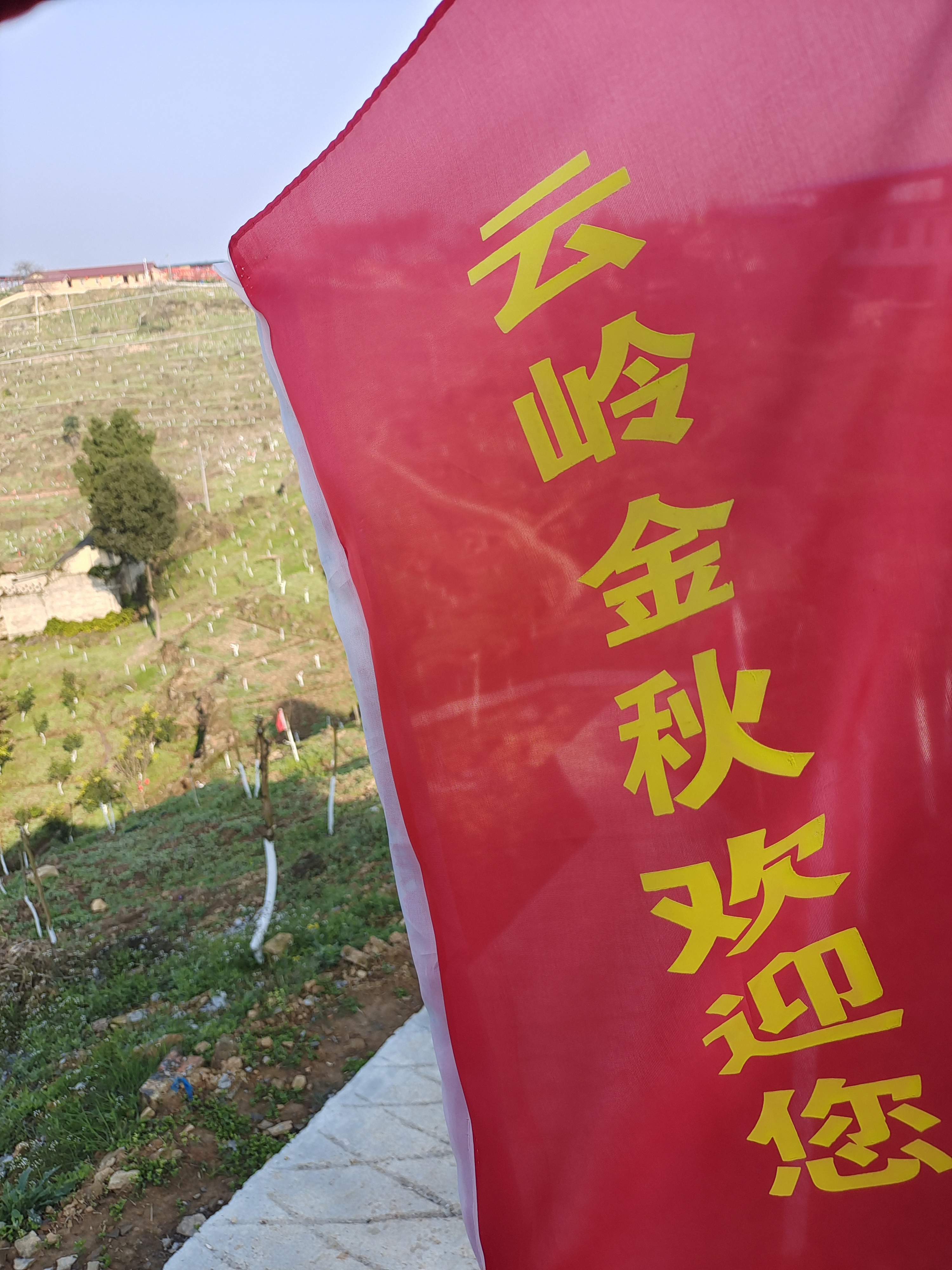 云岭金秋樱花海旅行图片 2