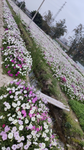 榕江大洲岛生态观光园旅行图片 3