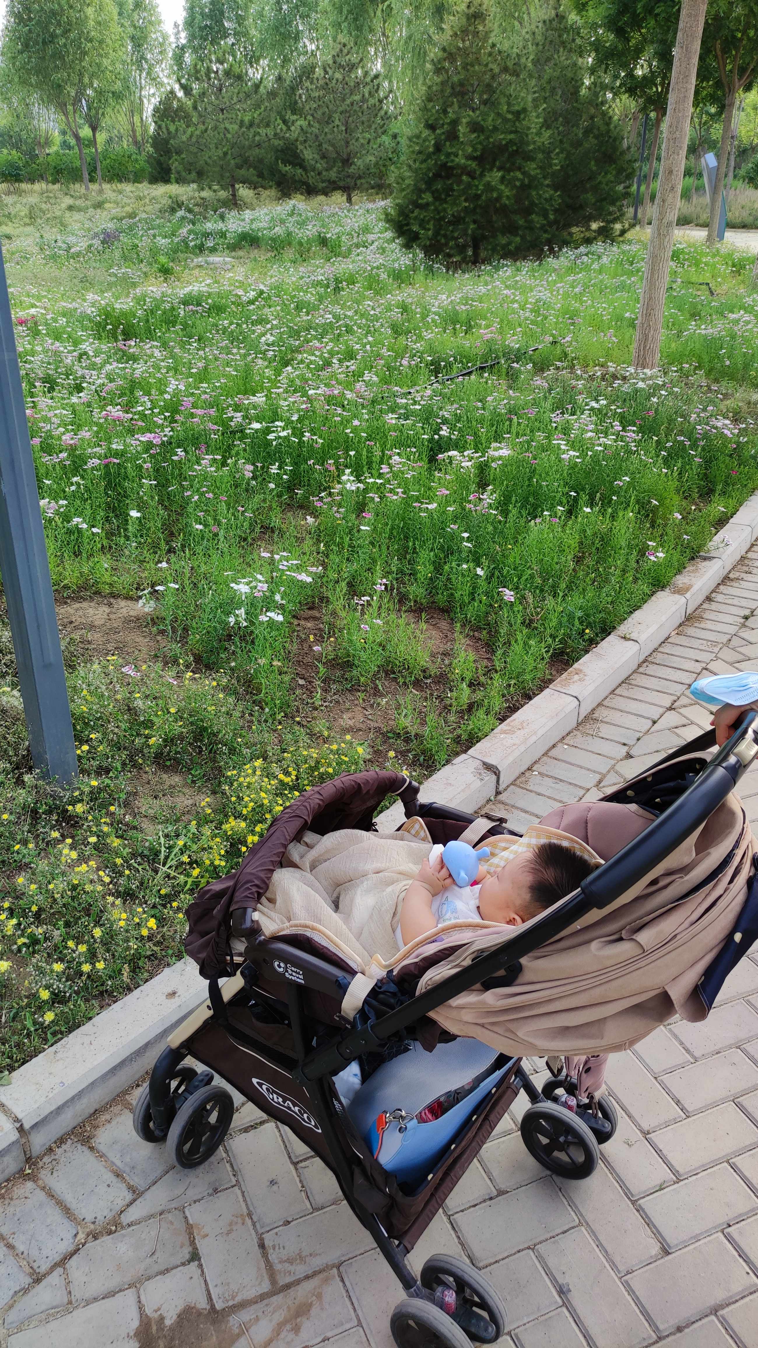 阅景公园旅行图片 3