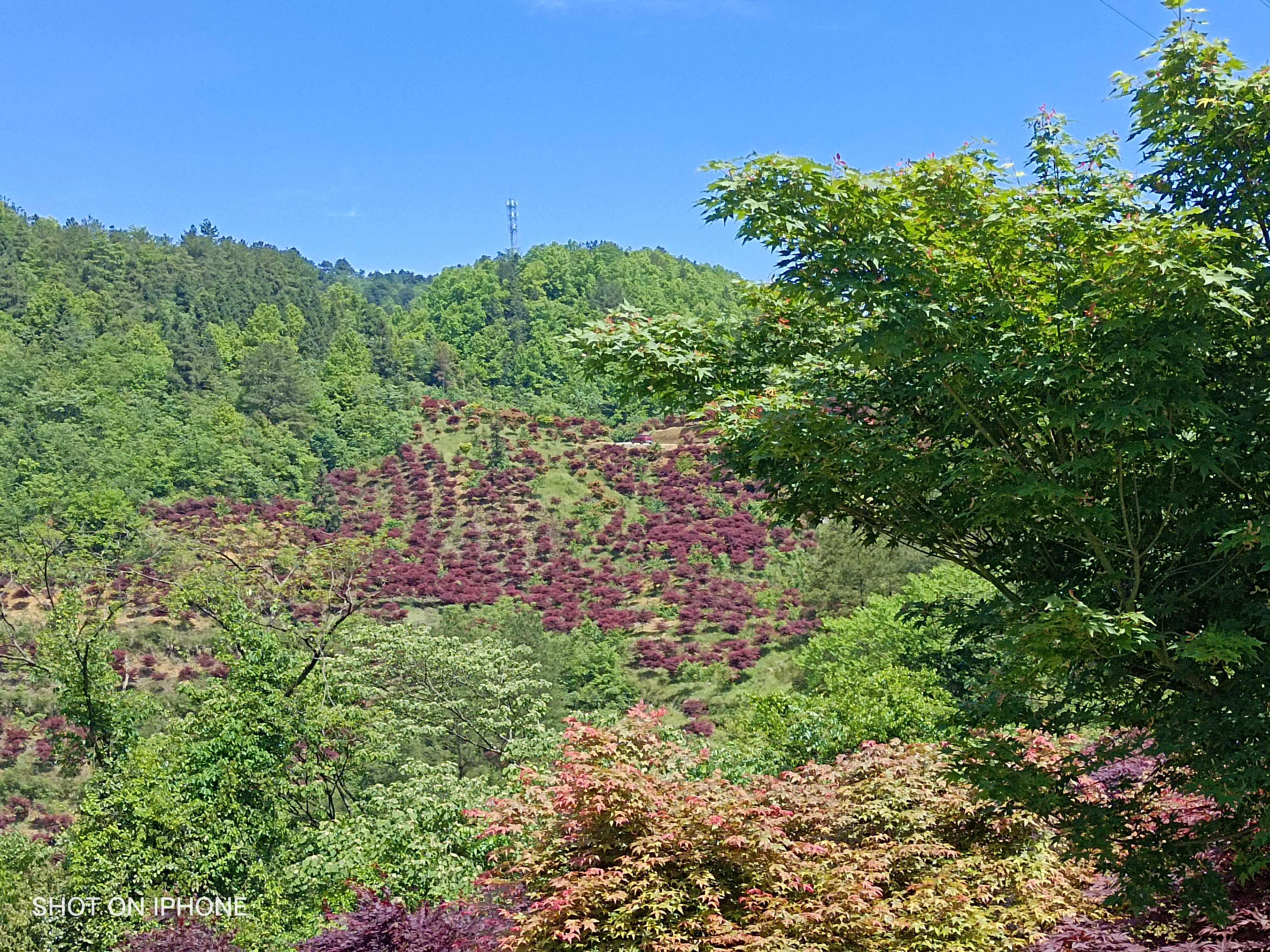 石里红枫乡村旅游度假区旅行图片 2