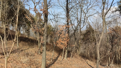 炮楼山公园旅行图片 2