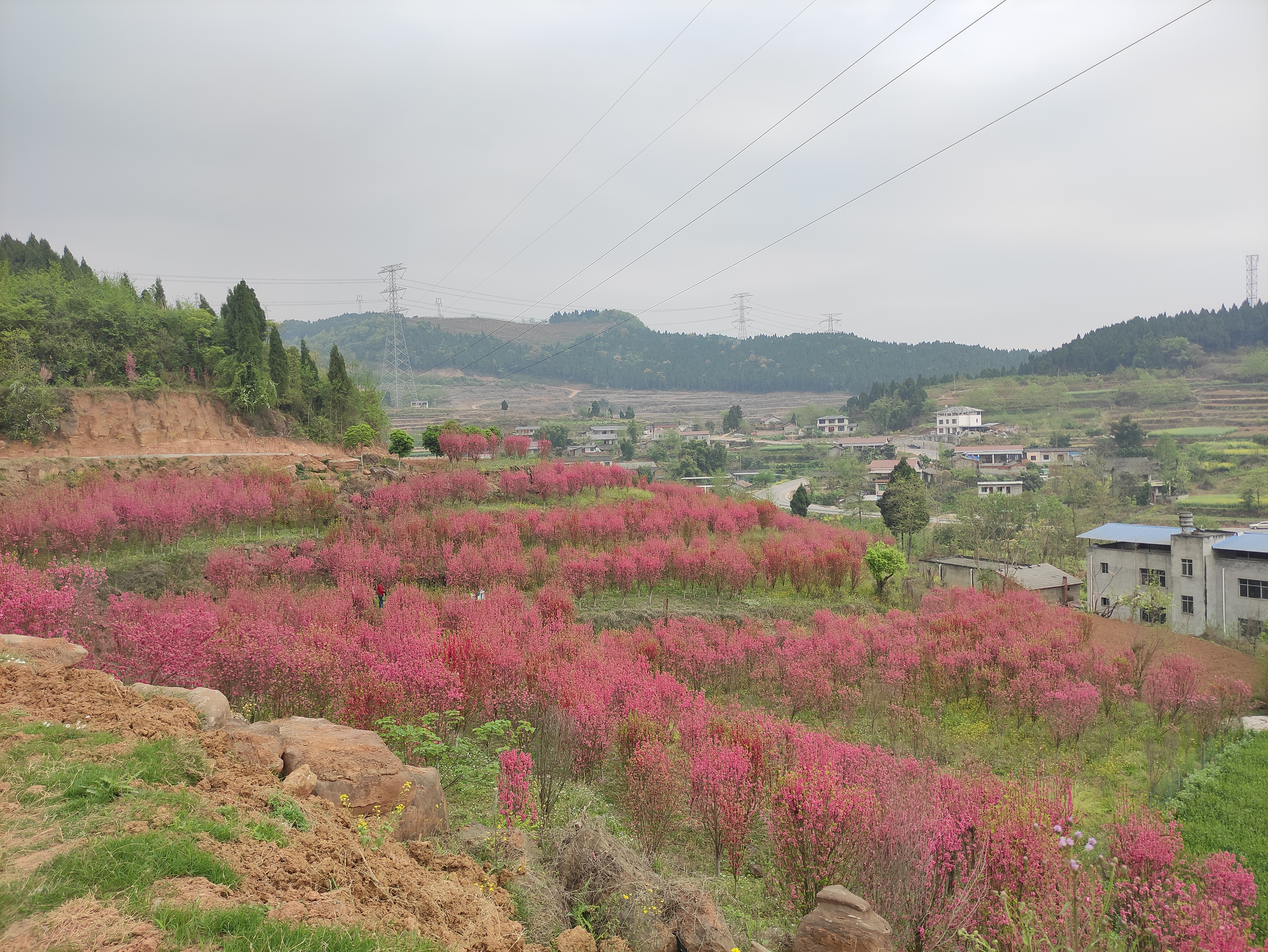 白龙谷桃花山旅行图片 2