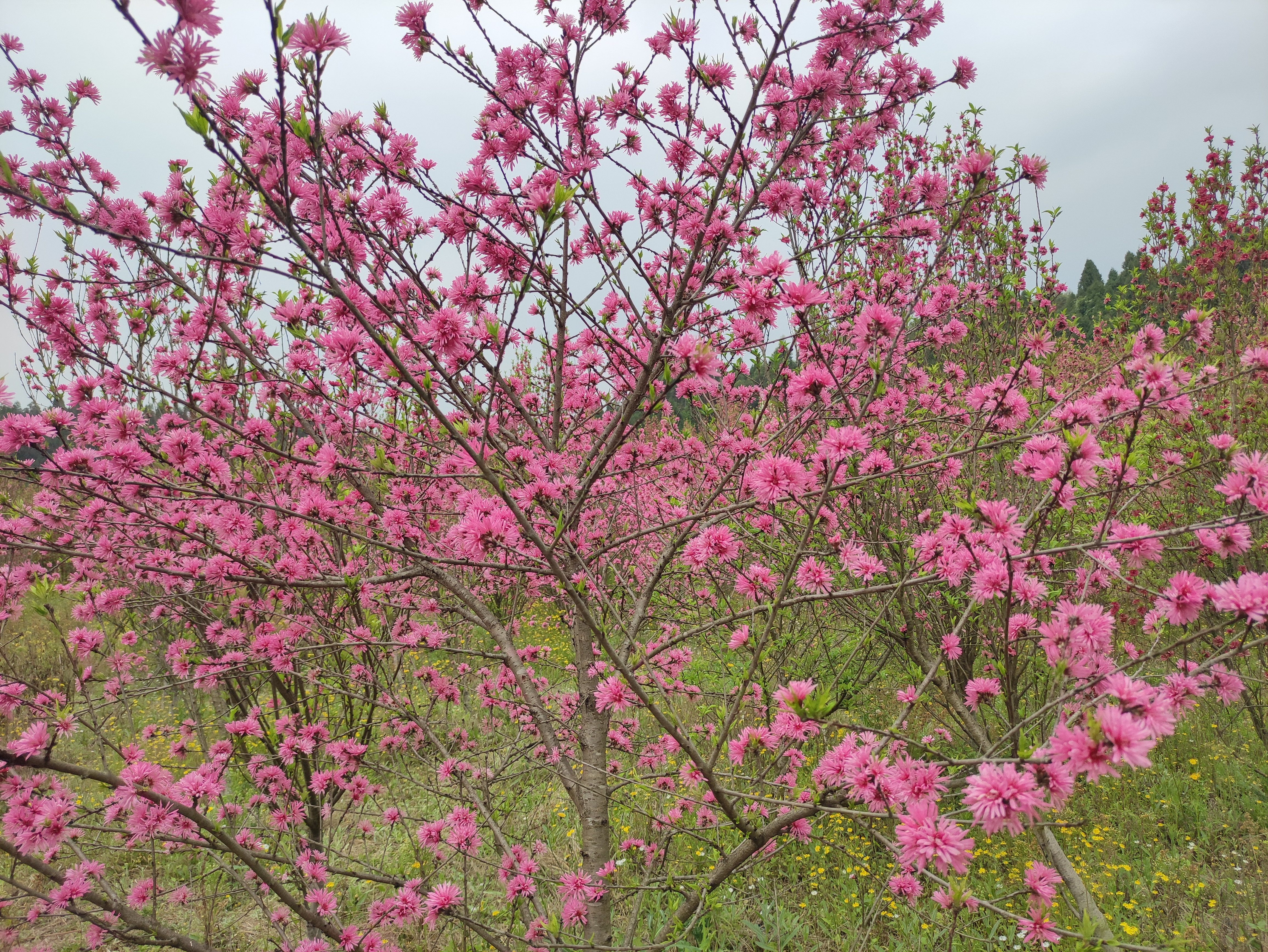 白龙谷桃花山旅行图片 3