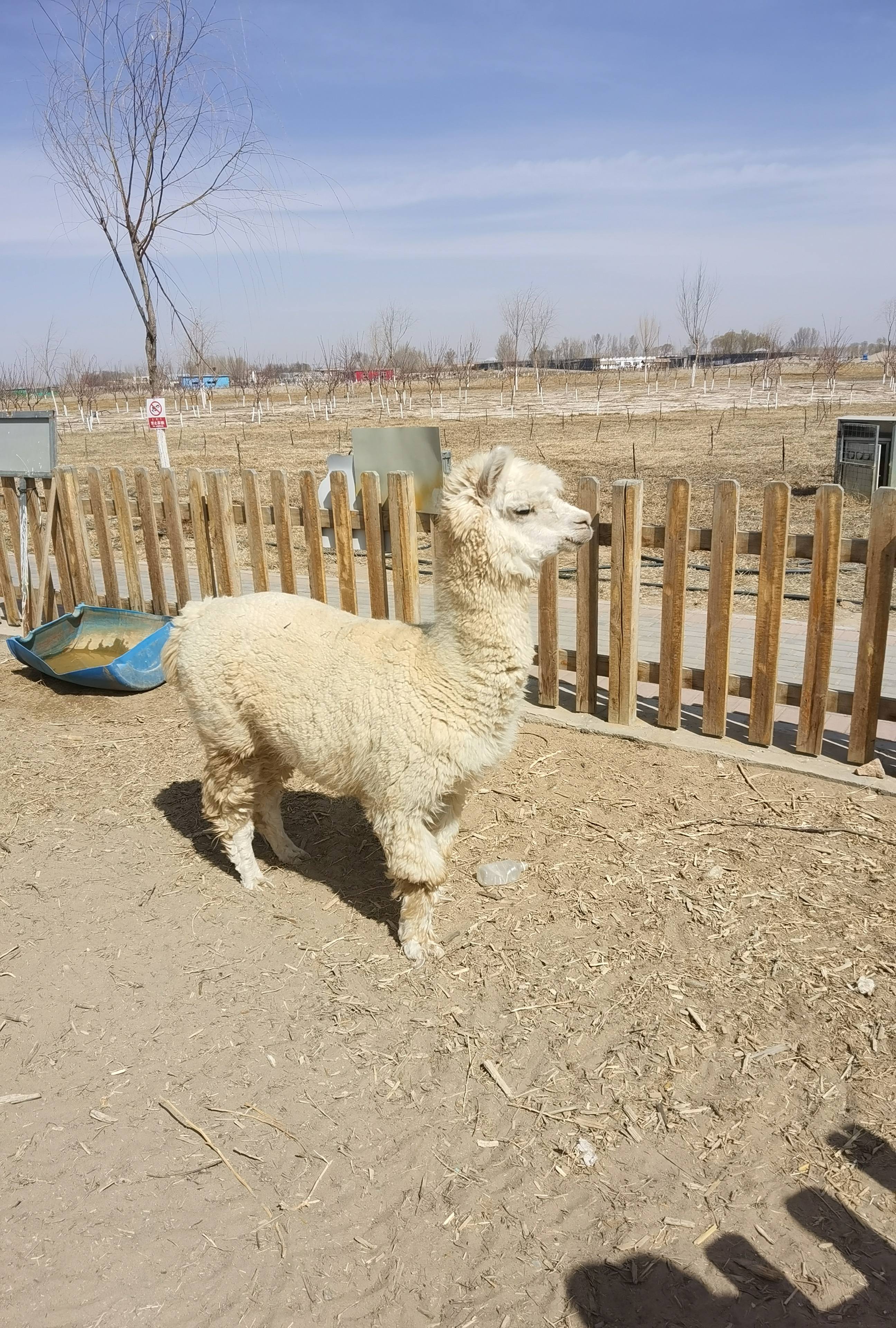 萤乡农场·五原特色养殖科普园旅行图片 1