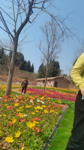 紫薇花谷旅行图片 1