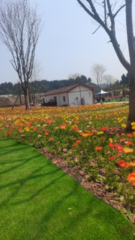 紫薇花谷旅行图片 2