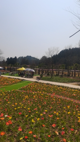 紫薇花谷旅行图片 3
